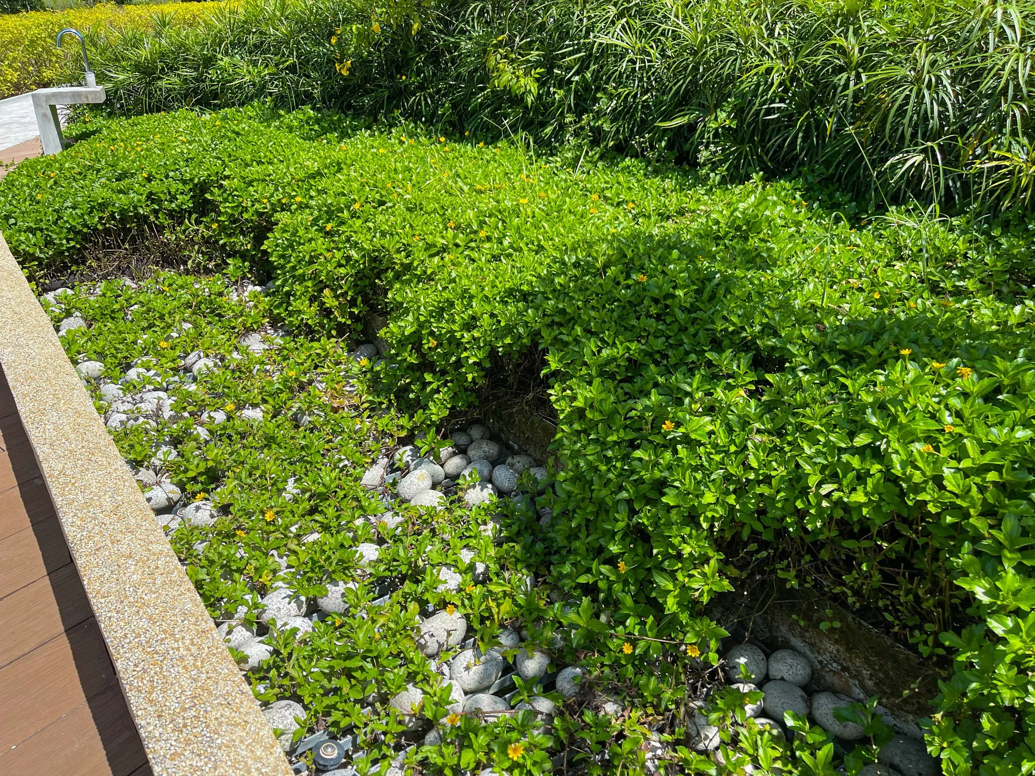 A garden bed with small green bushes, yellow flowers, white stones, and surrounding greenery, next to a concrete walkway with a faucet on the side.