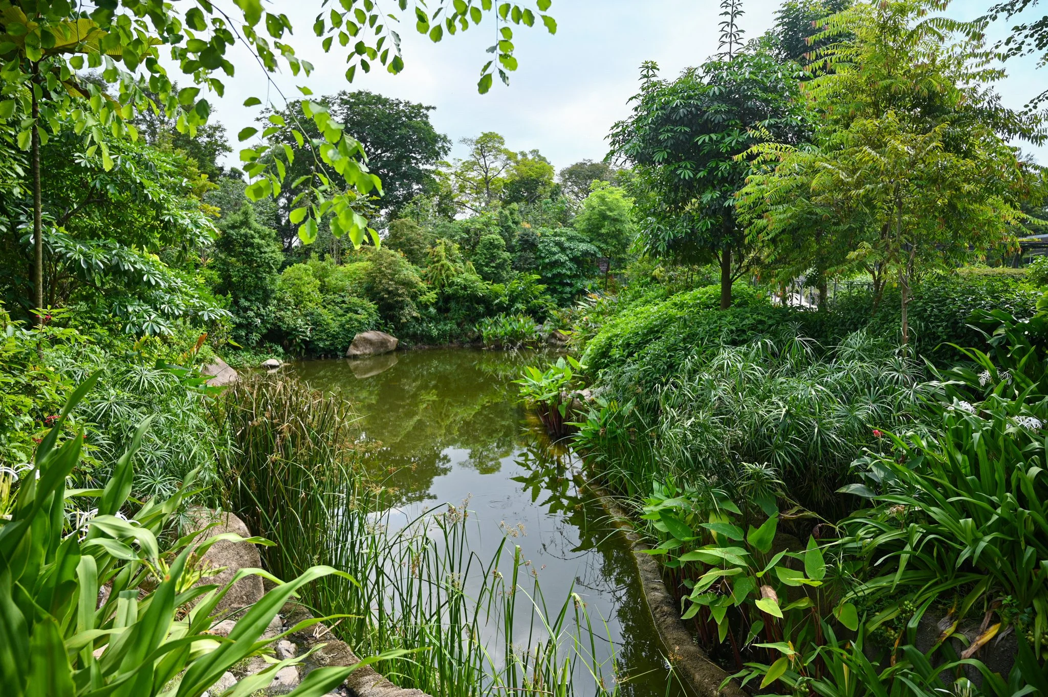 A lush green garden with a small pond surrounded by various plants, trees, and rocks, under a partly cloudy sky.