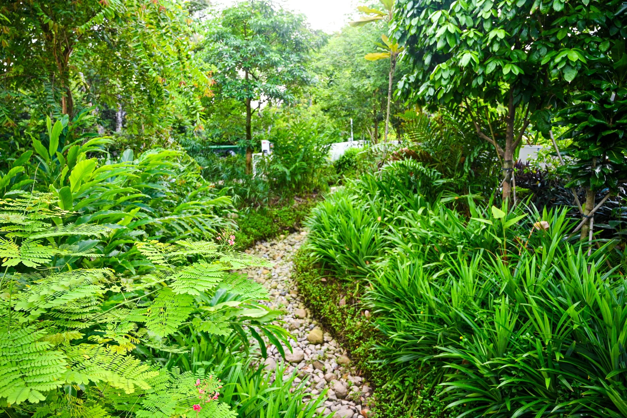 Lush green garden with a narrow stone pathway winding through dense tropical plants and trees.