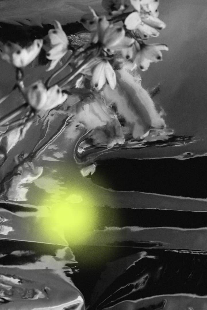 Close-up of a flower branch with small flowers over water, with a glowing green reflection on the surface.