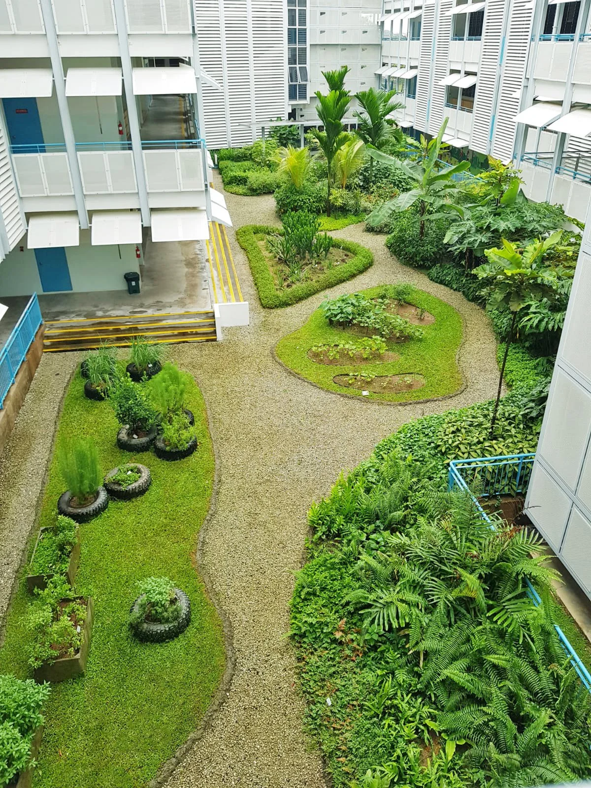 A view of a courtyard garden in a school with various plants, trees, and pathways.