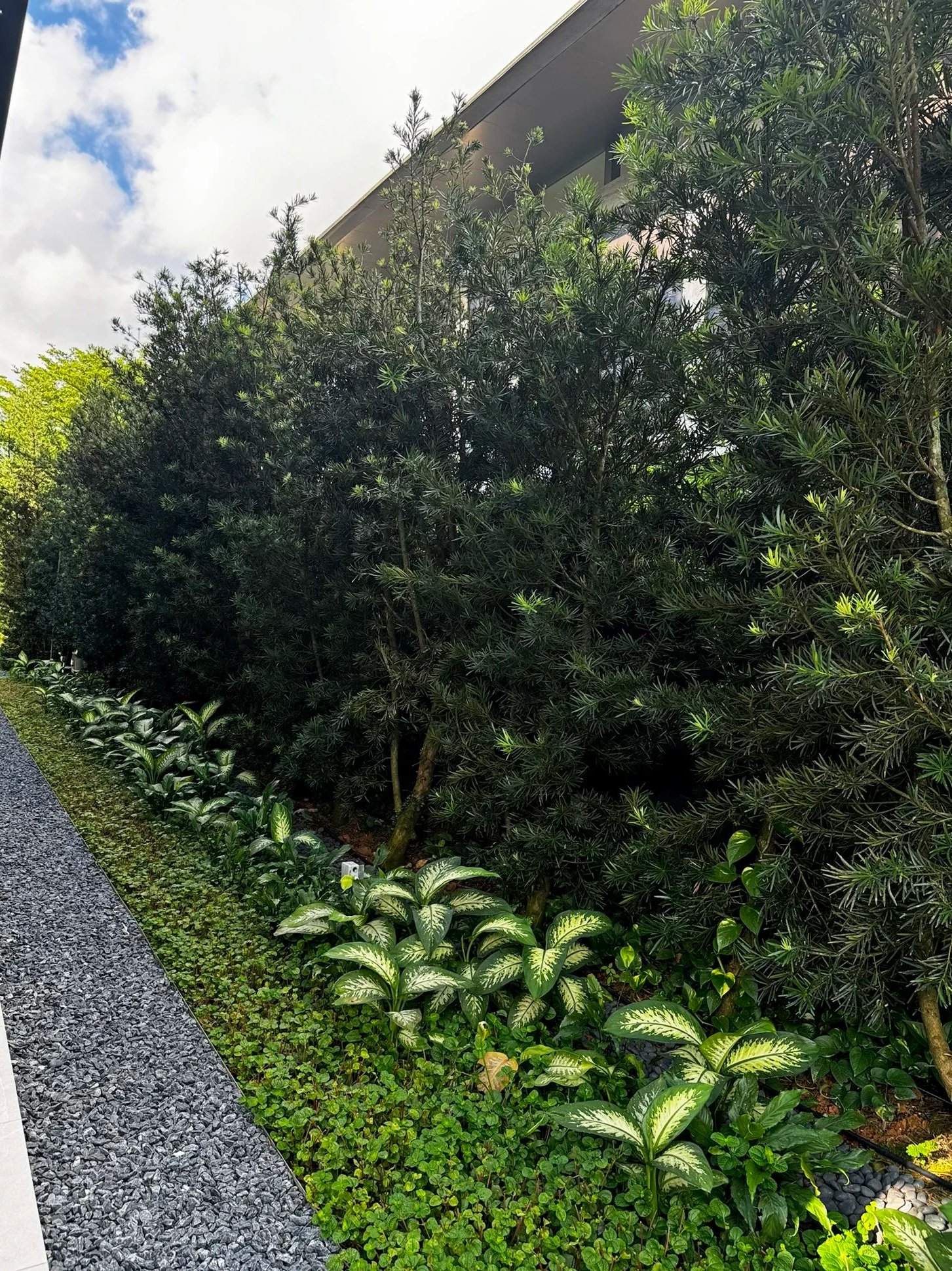 A view of a landscaped garden with dense green bushes and tropical plants along a building wall, with a gravel pathway on the left.