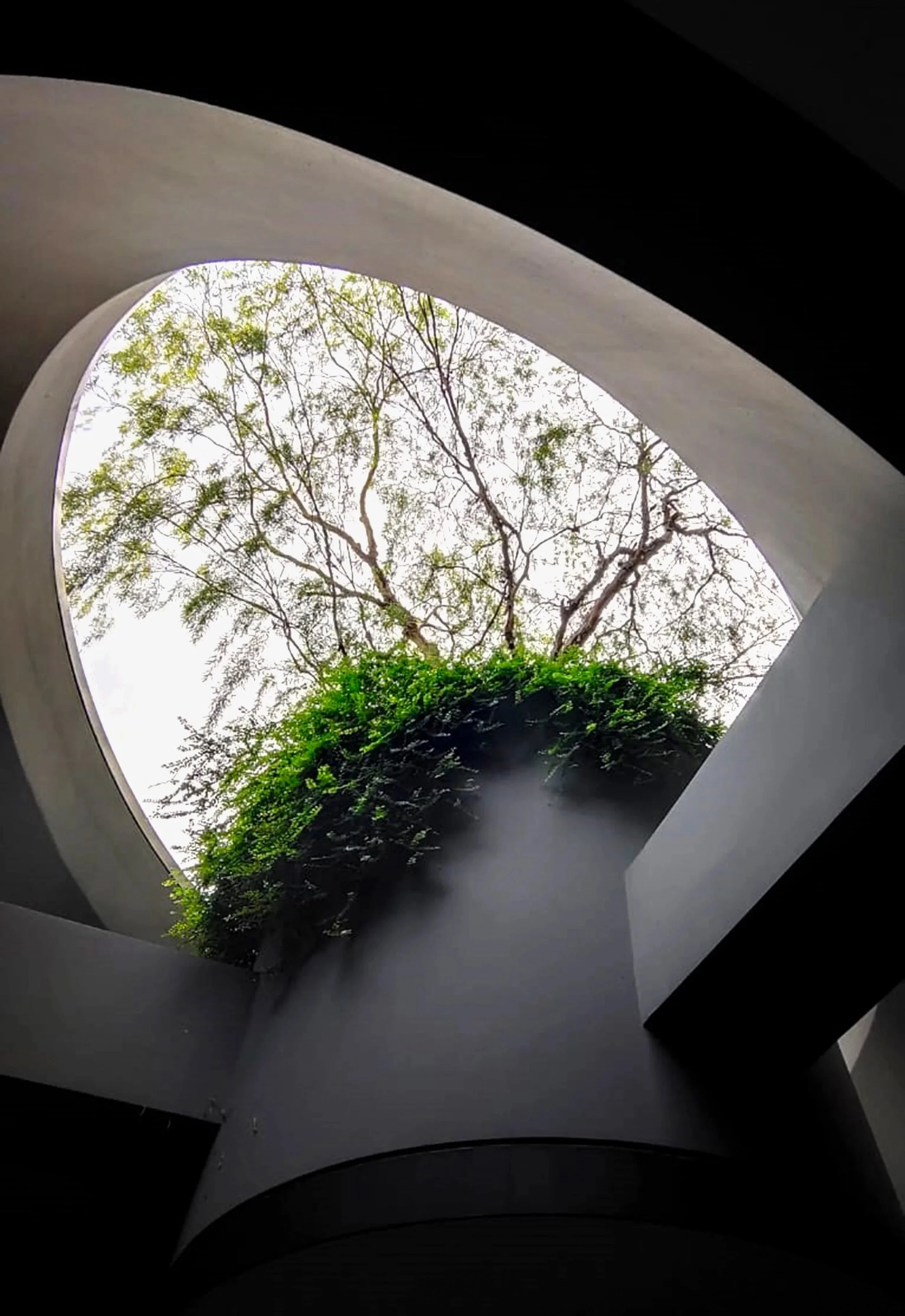 Looking up through an oval skylight at a tree with green leaves and branches.