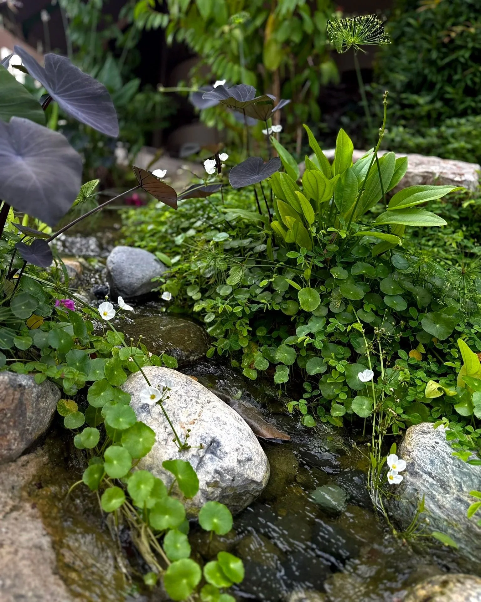 A small garden stream with rocks surrounded by various green plants and white flowers.