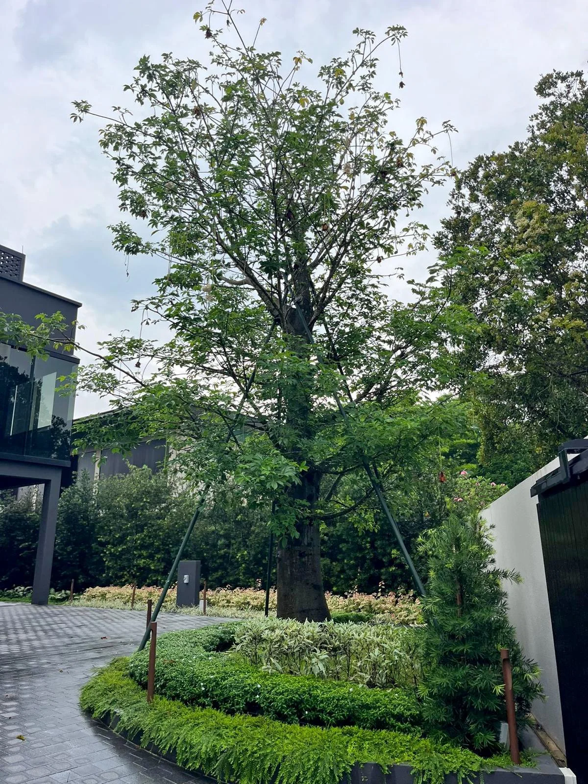 A large tree supported by metal braces in a garden with lush greenery, surrounded by a paved walkway and modern black and white buildings.