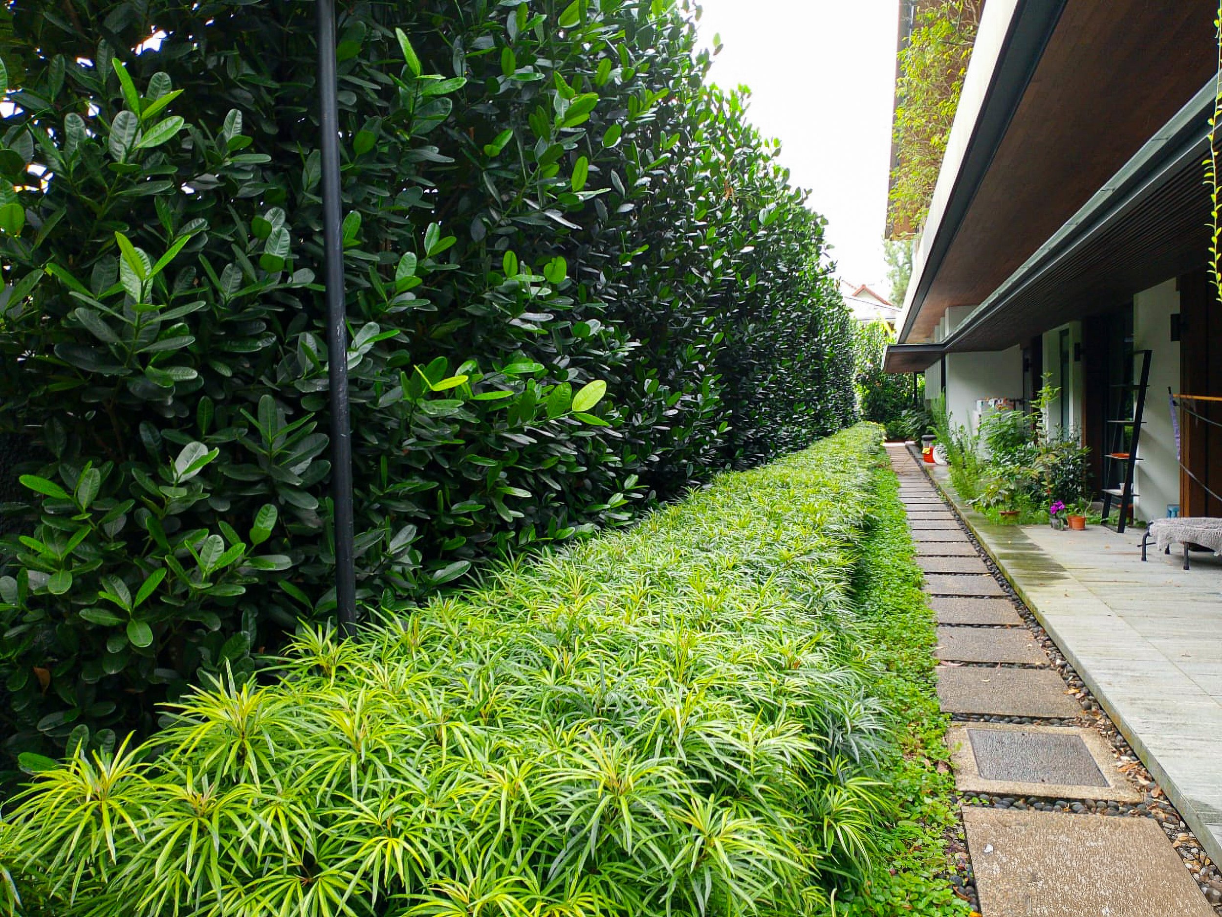 Side yard garden with a concrete walkway, lush green bushes, and potted plants next to a modern house with a wooden overhang.