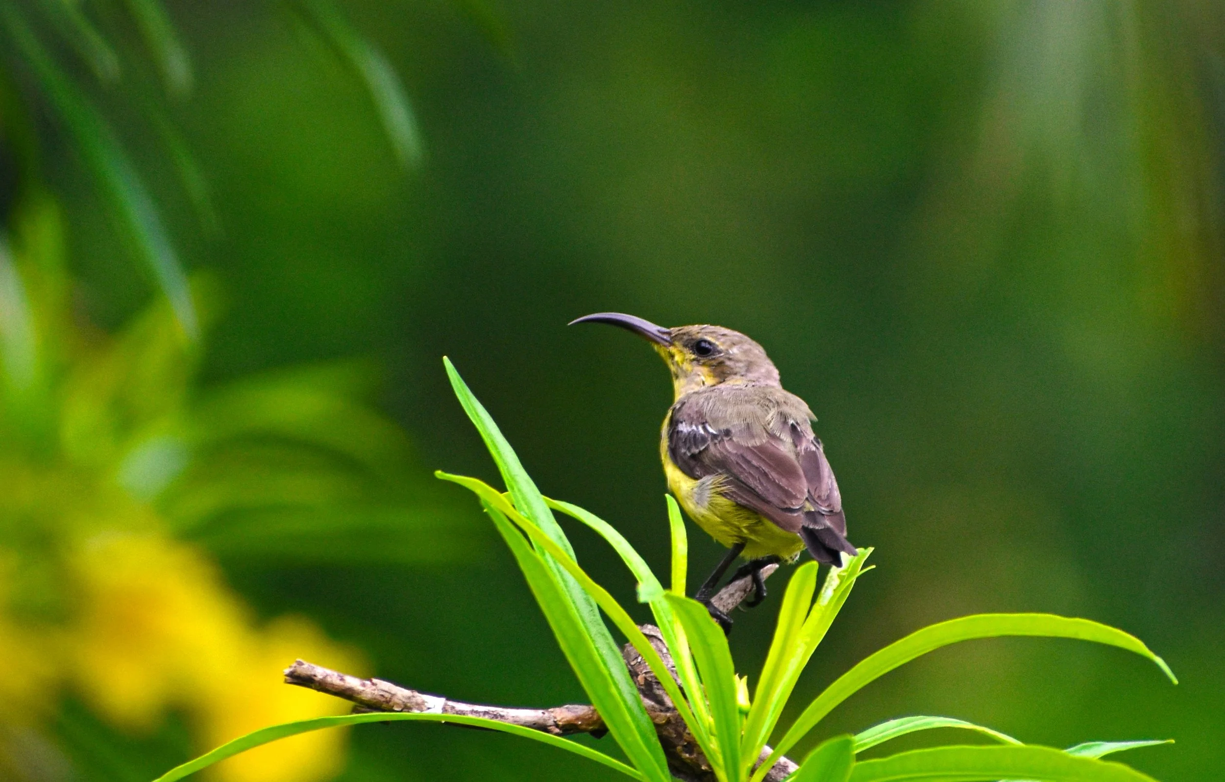 A small bird with a long curved beak perched on a green plant branch against a blurred green background.