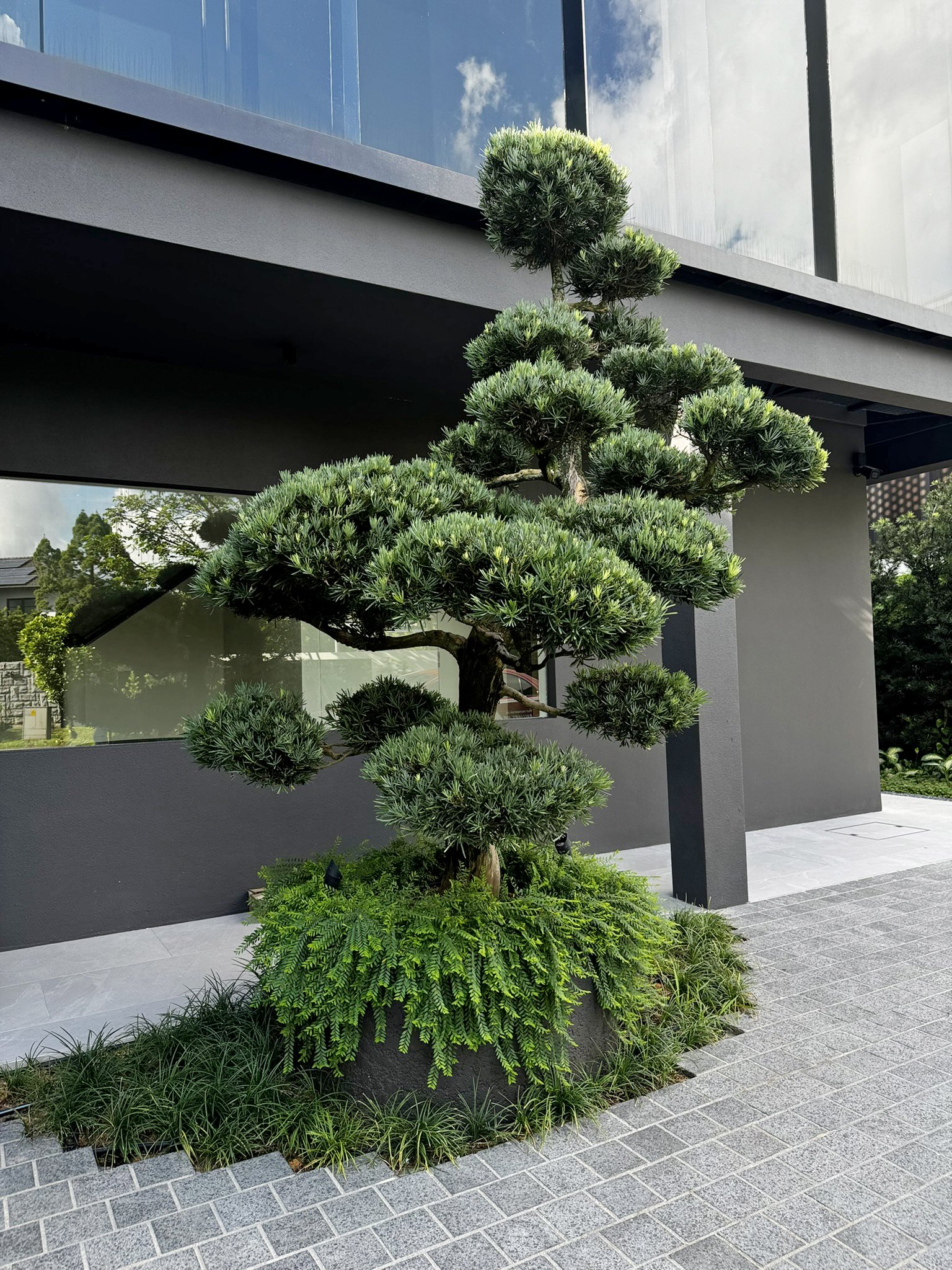 Decorative Japanese style tree planted in a black round planter, situated on a paved walkway outside a modern building with reflective glass windows.