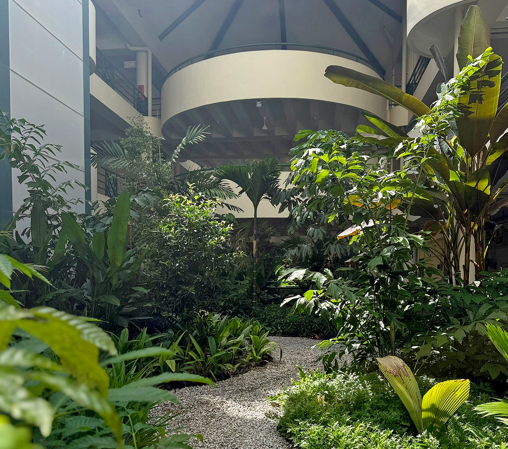 Indoor garden with dense green plants and a gravel pathway inside a building with multiple floors and balconies.