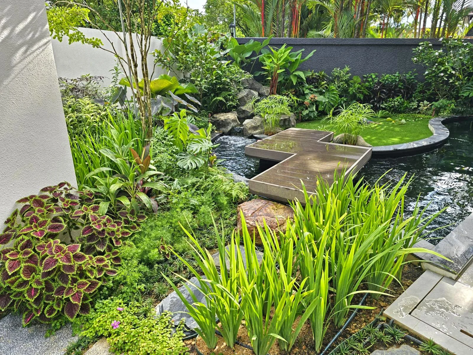 Lush green garden with a pond, rocks, and dense tropical plants, including tall grasses and leafy shrubs.
