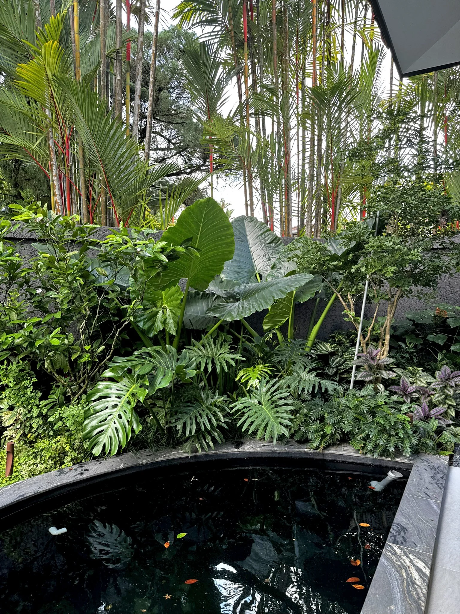 A lush tropical garden with large green leaves, tall palm trees, and a small dark pond with floating leaves.