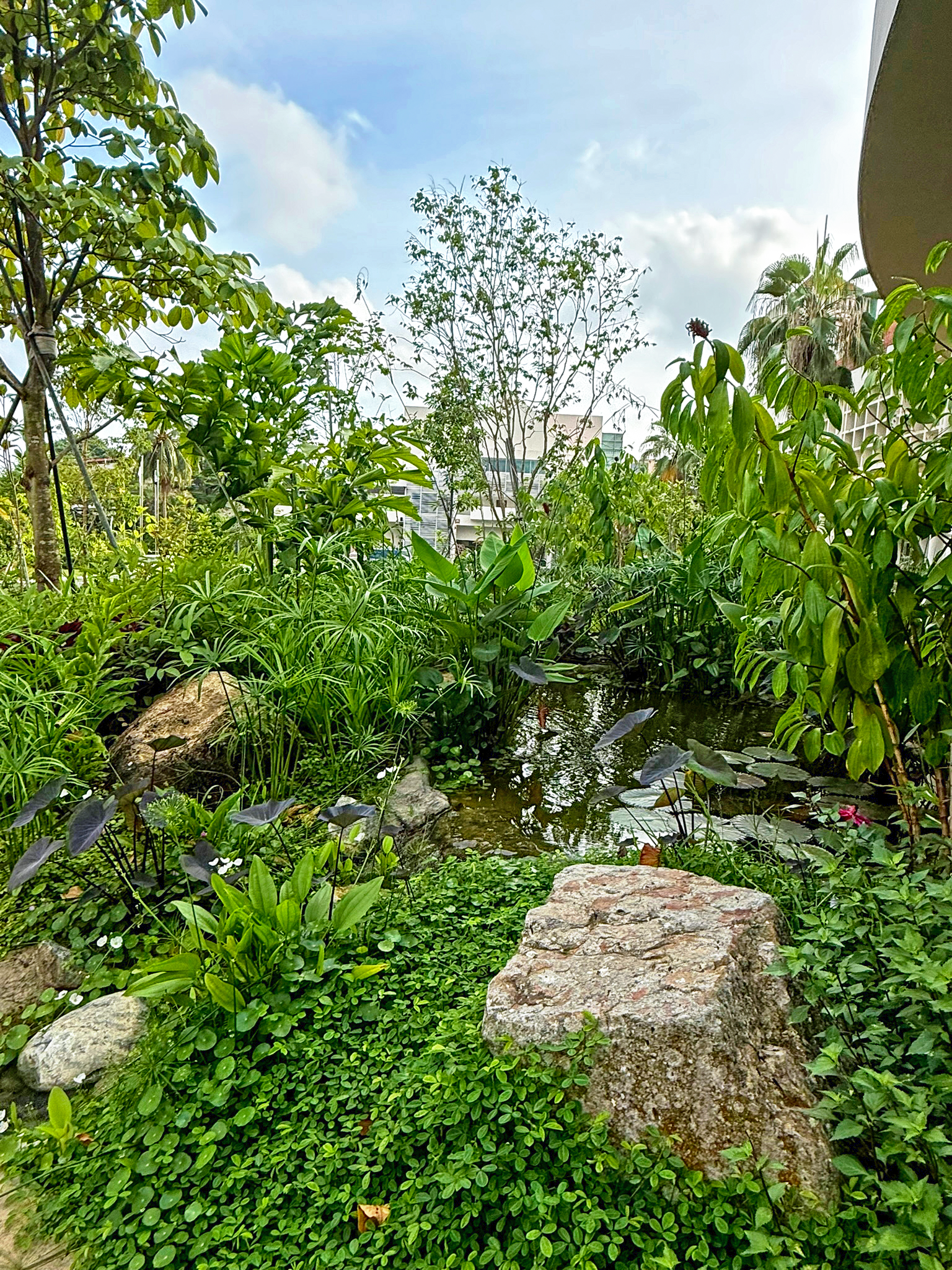 A lush balcony garden with various green plants and a small pond, bordered by rocks, with urban buildings visible in the background under a partly cloudy sky.