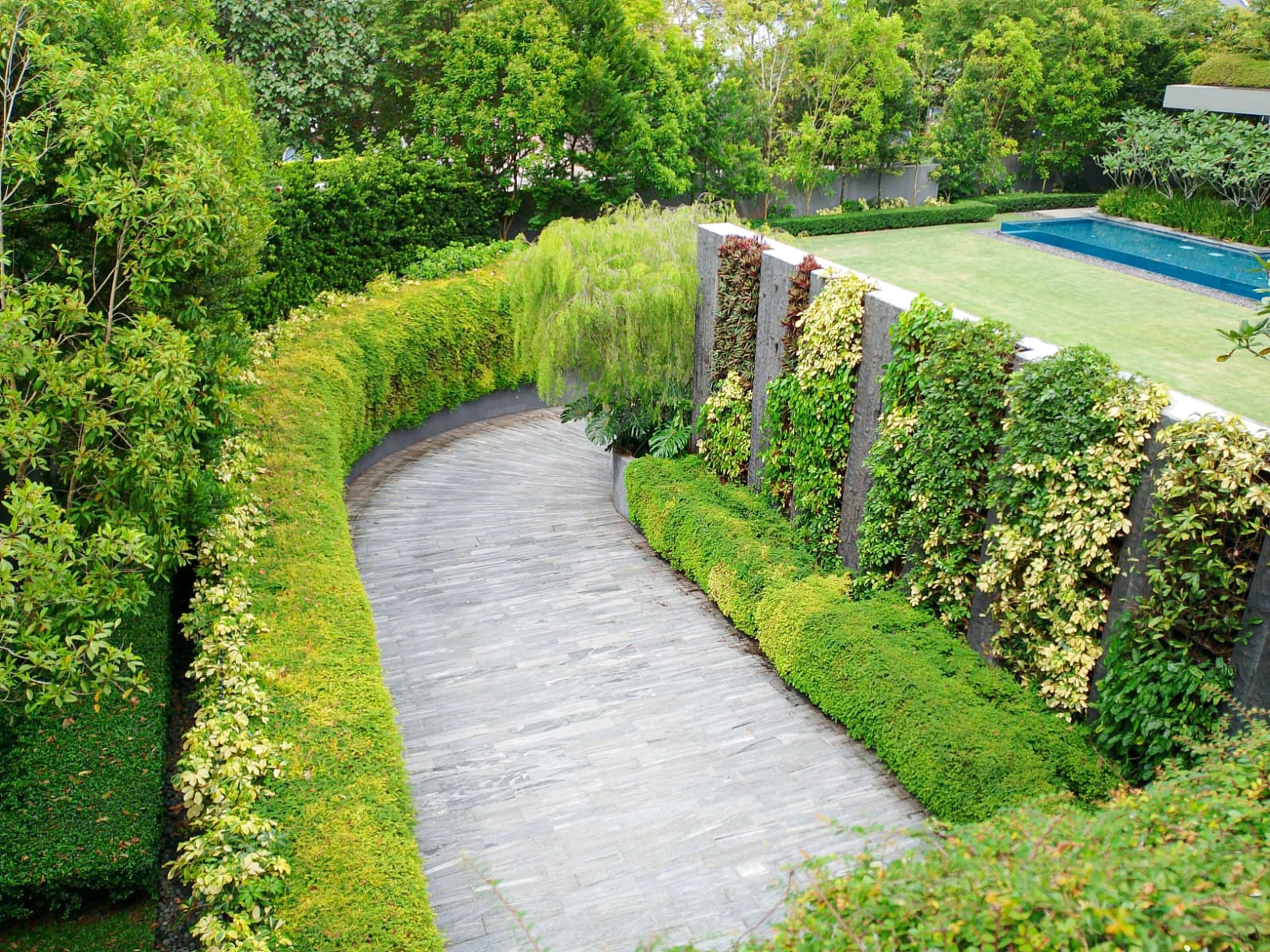 A winding stone pathway in a lush green backyard, with a variety of trees, shrubs, and a vertical garden wall, adjacent to a grassy area with a swimming pool.