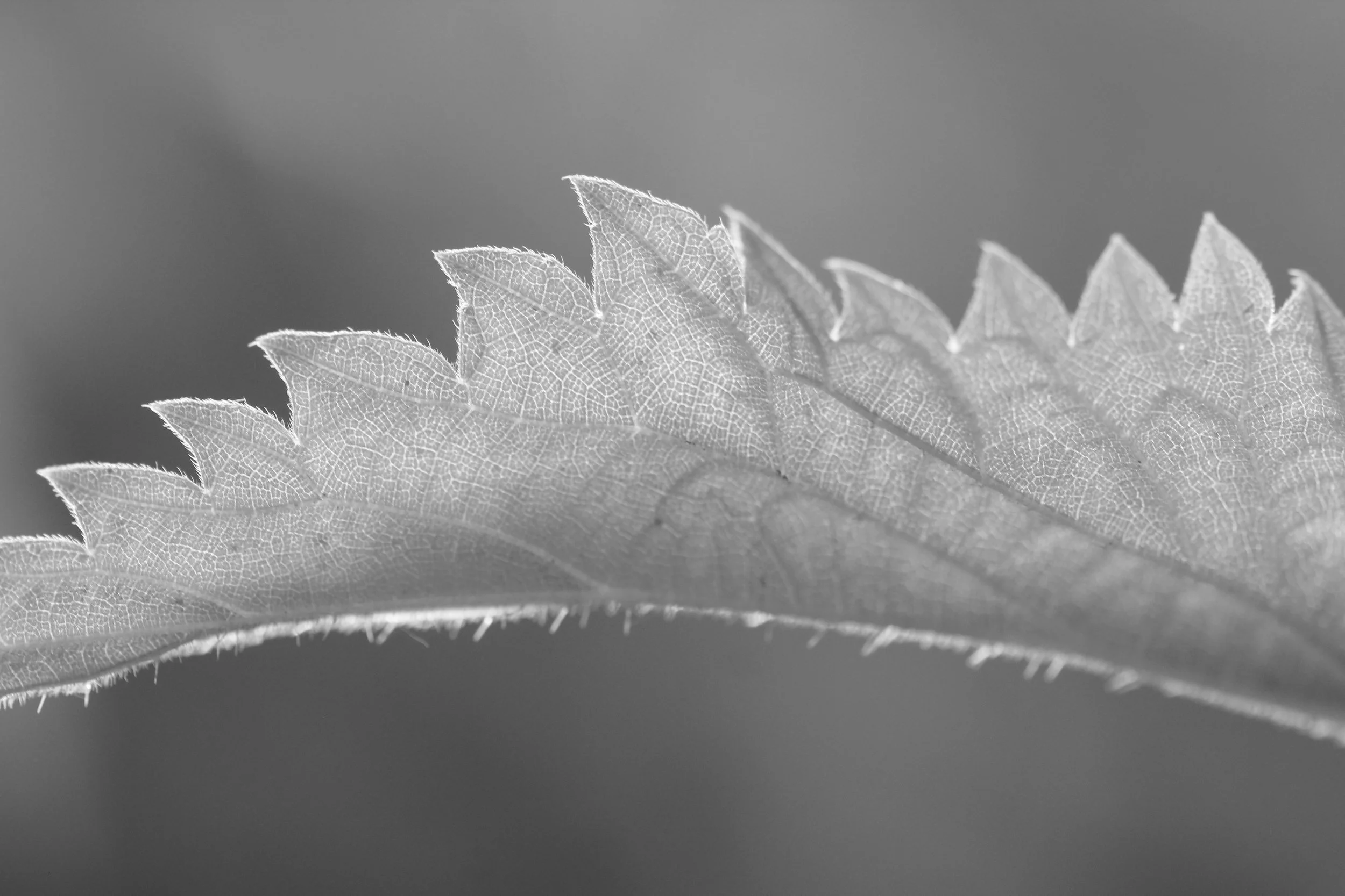 Close-up black and white photograph of a leaf with visible veins and serrated edges.