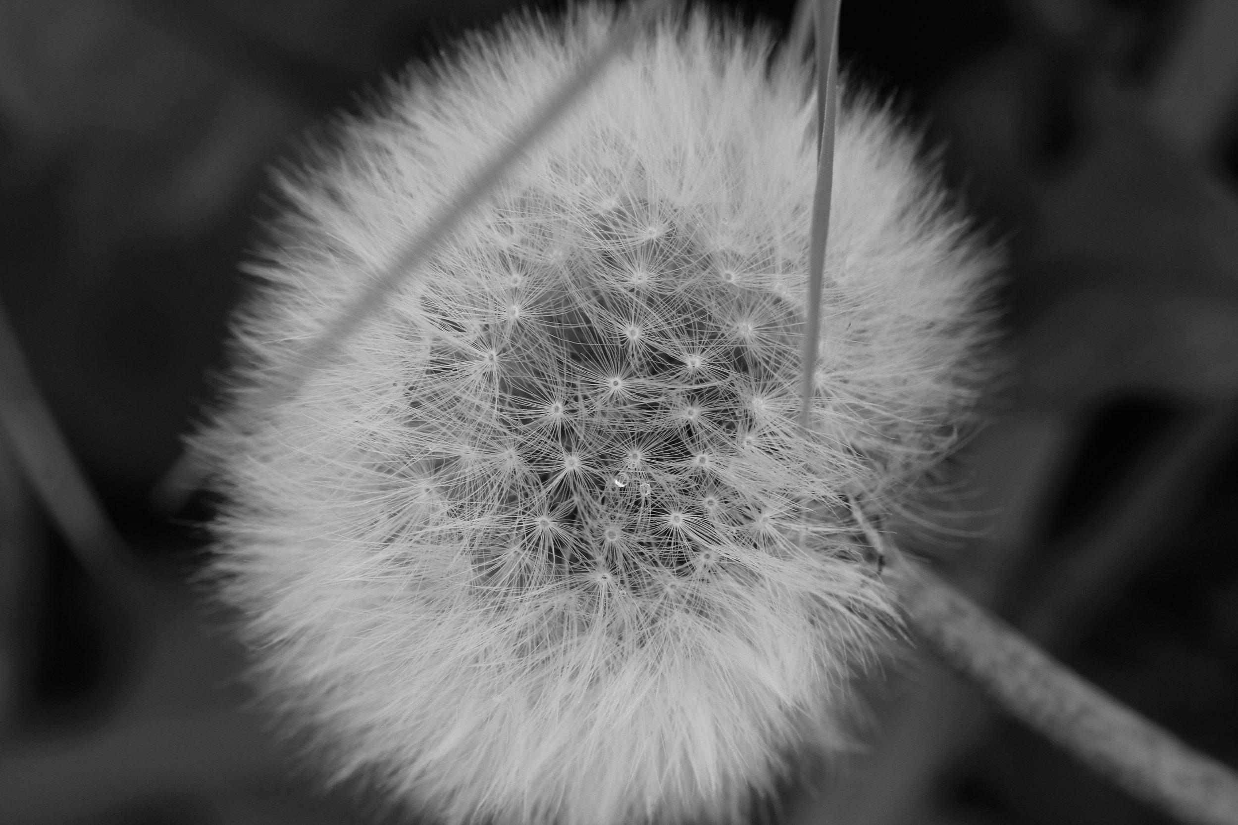 Close-up black and white photograph of a dandelion seed head with delicate, wispy seeds radiating outward.