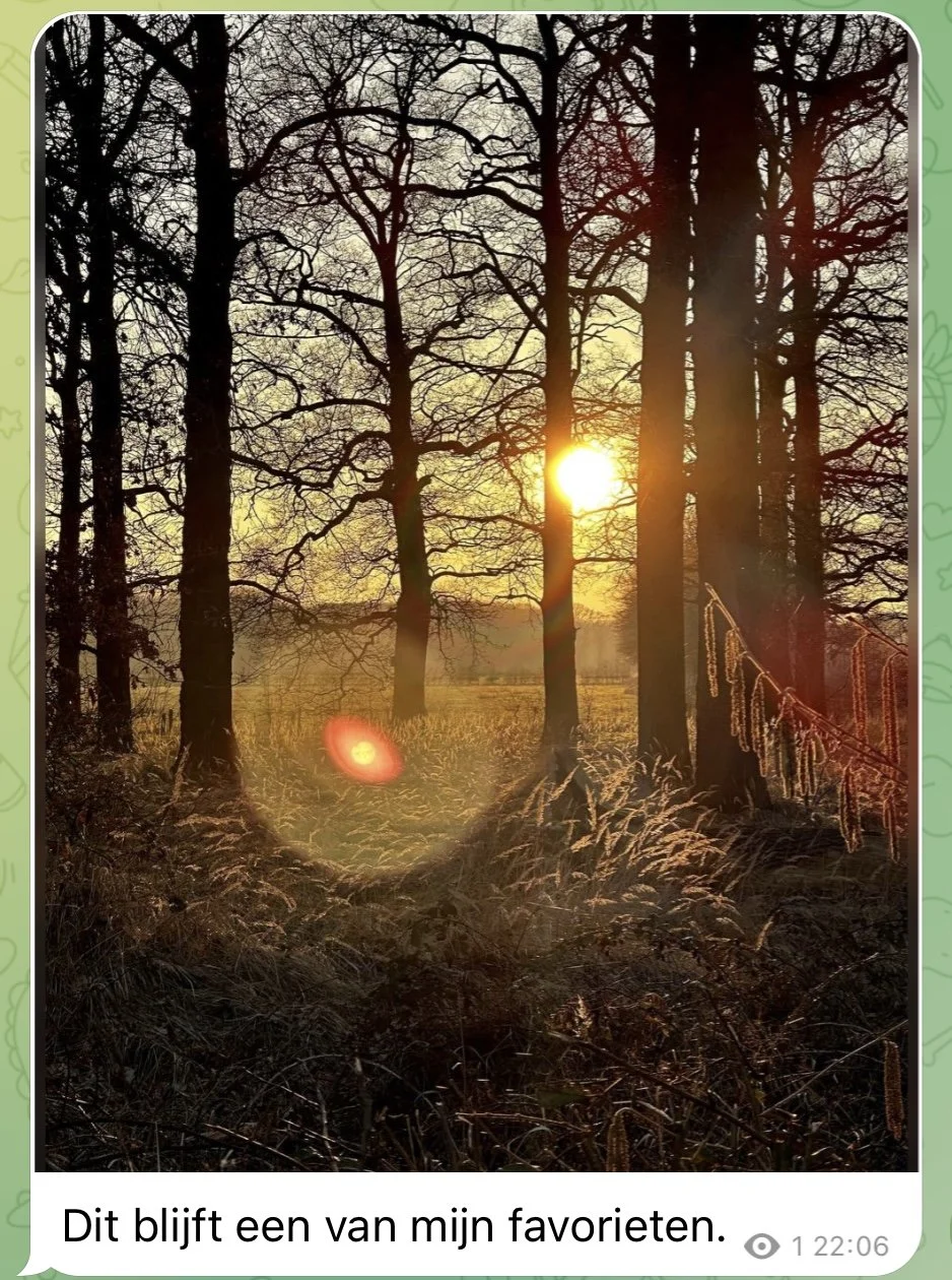 Sunset shining through a forest of leafless trees with tall grass in the foreground.