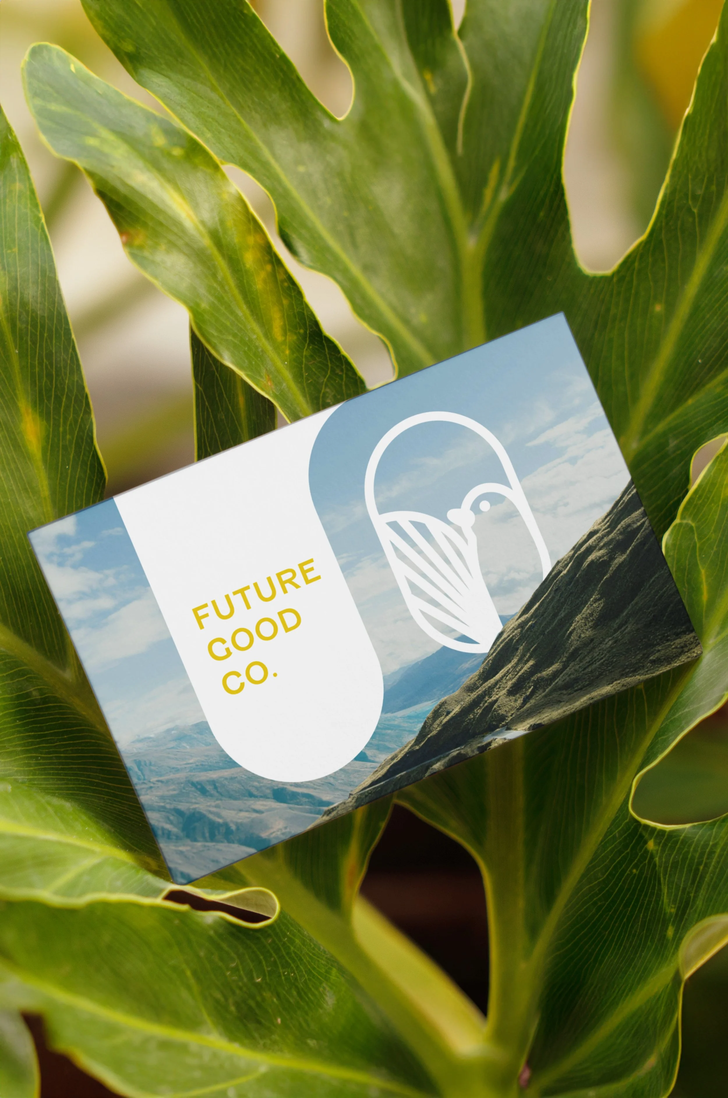 Business Card Between Ficus Mockup.jpg