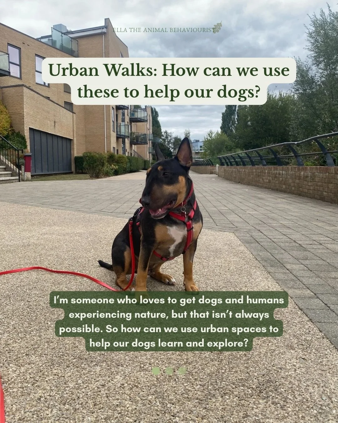Urban walks are something I utilise often. Not for &lsquo;obedience&rsquo;, not because I want a tight heel past large group of people, or strict down-stays in busy places. Nope, I use urban areas because they give something else to the dog. 

There&
