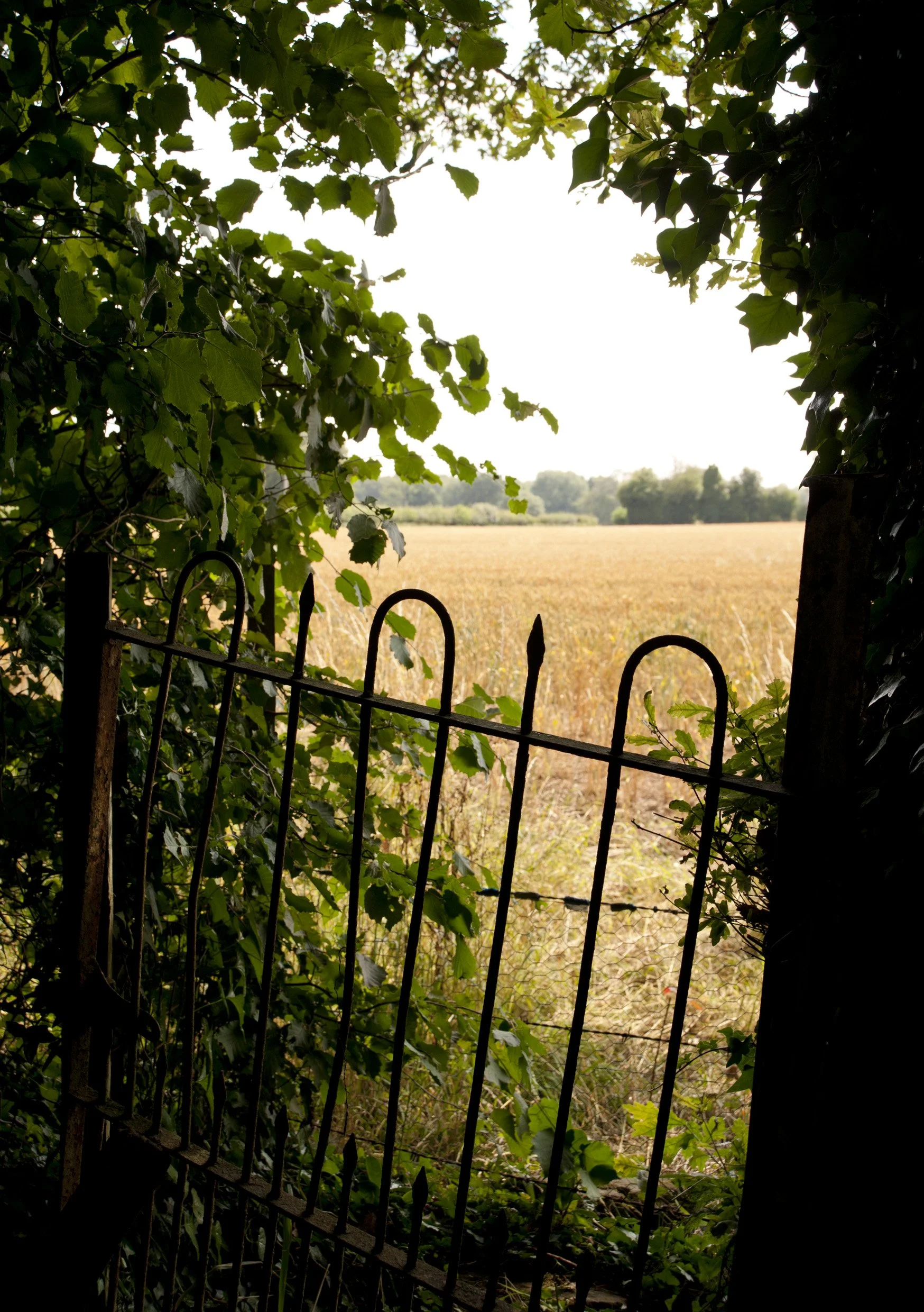 A rusty metal fence partially covered by green leaves, opening to a field of tall grass or crops under a bright sky.