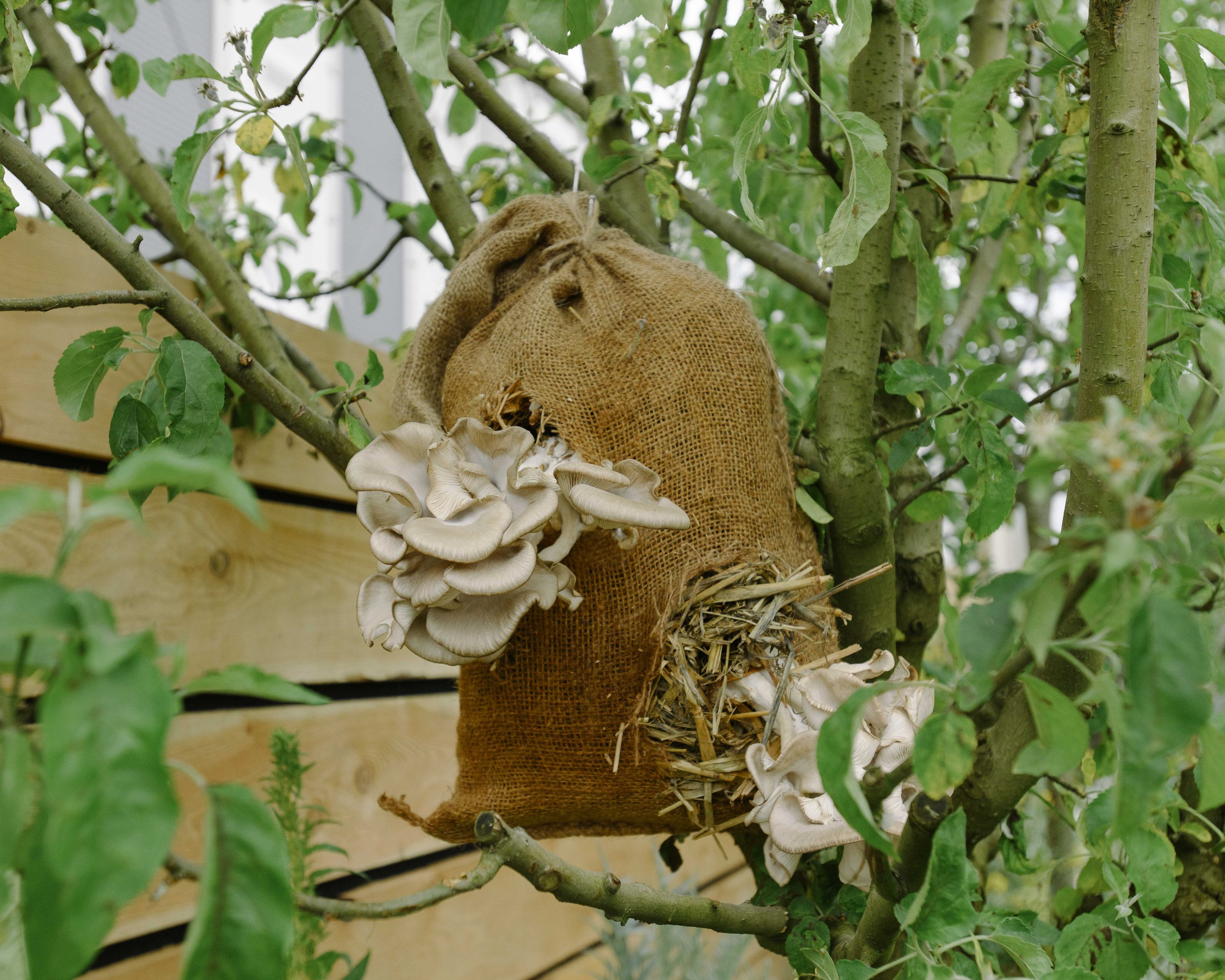 A burlap sack hanging on a tree branch, filled with oyster mushrooms, with some mushrooms growing out of the opening. Innovative edible and wildlife gardens that enhance biodiversity, and promote wellbeing in urban spaces.