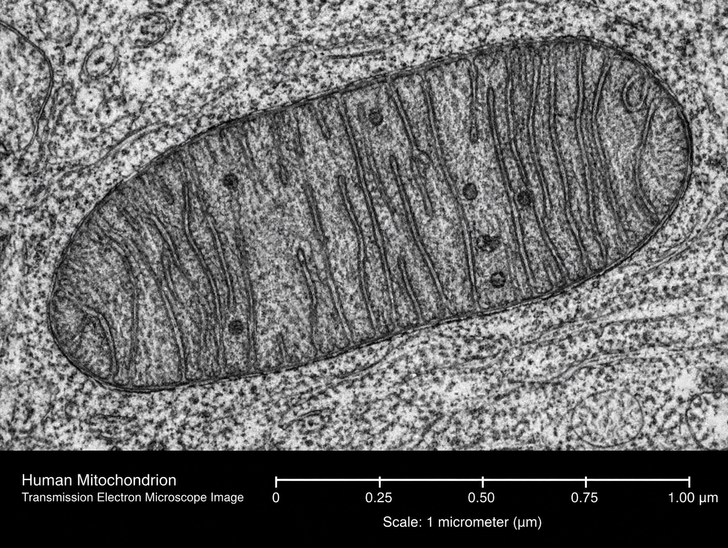 Could Mitochondria Help Explain How Reiki Works?