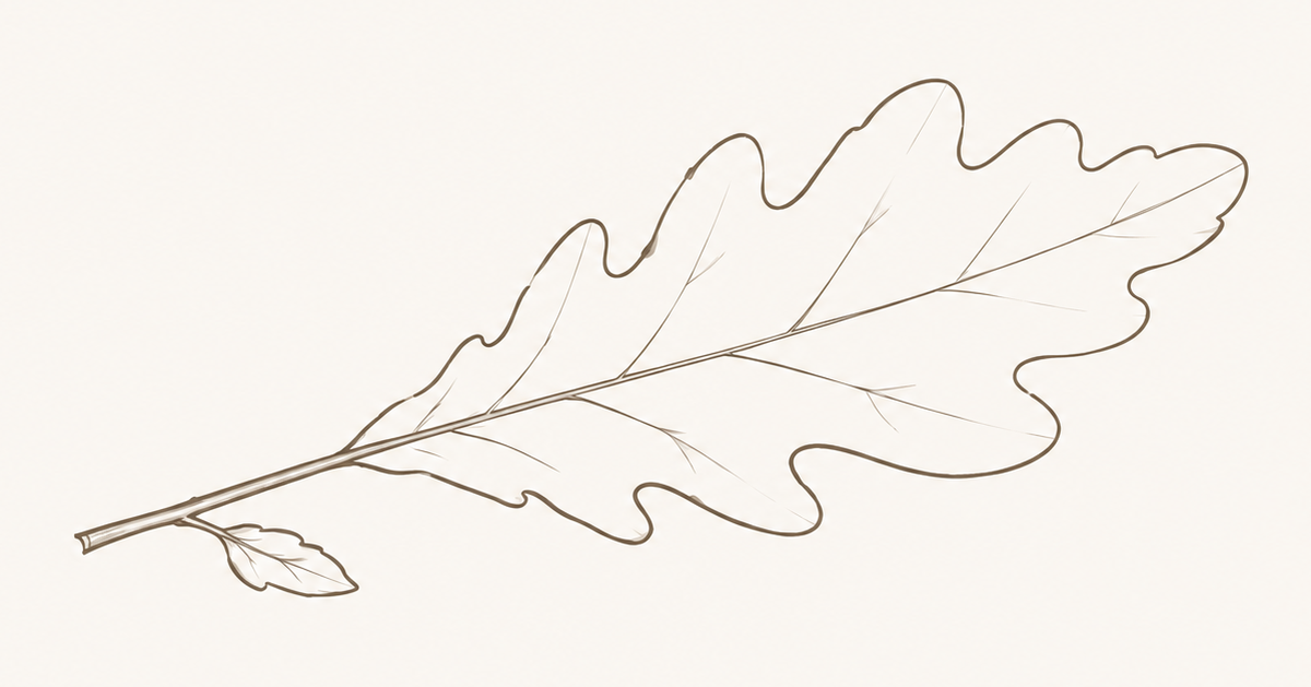 A sketch of an oak leaf with detailed veins and a small leaf bud at the base of the stem.