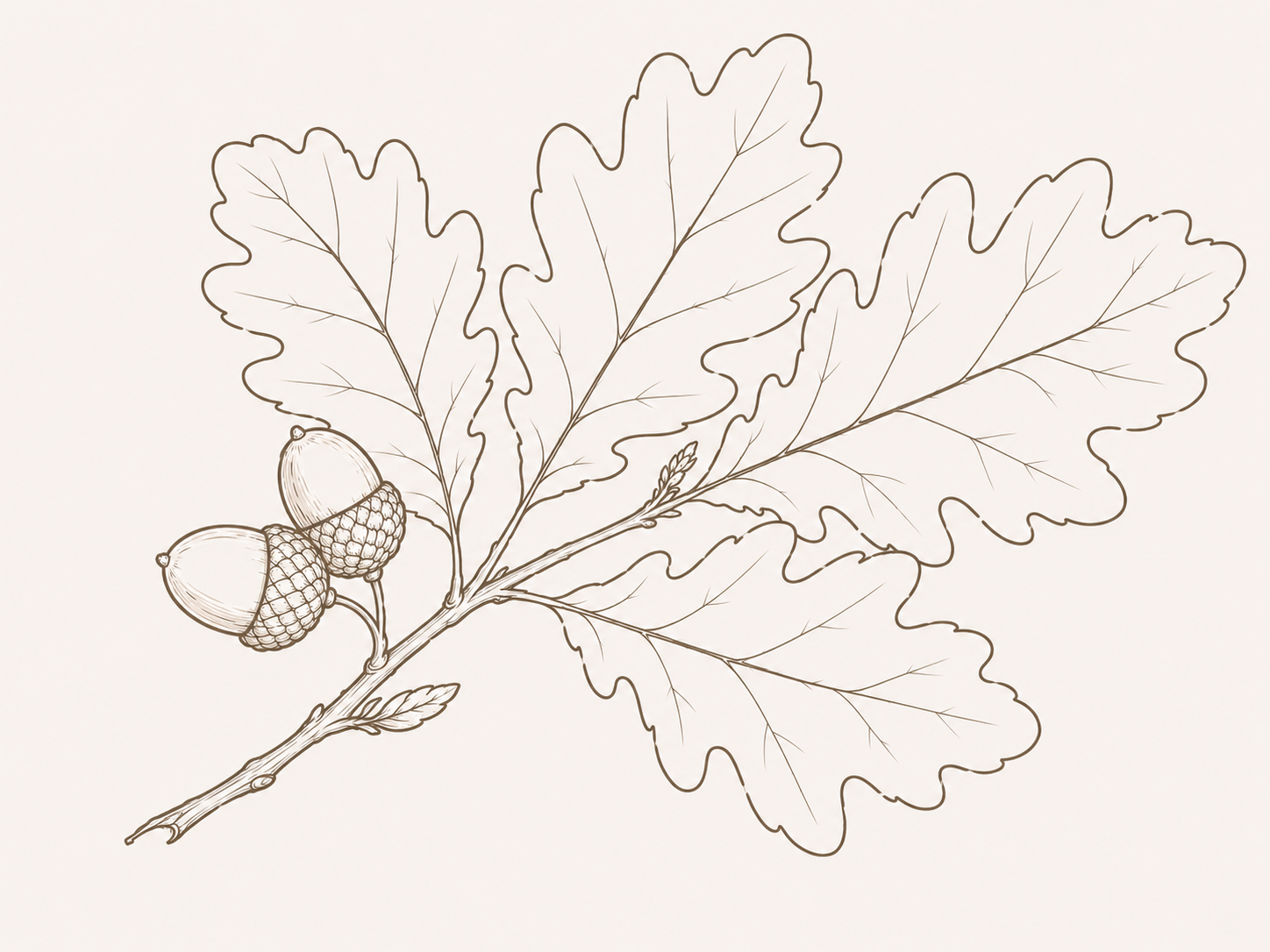 A detailed drawing of an oak branch with three acorns and large lobed leaves in a monochrome beige tone.