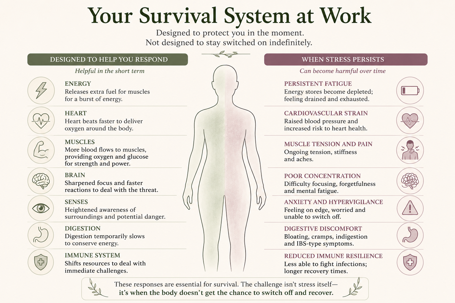 An infographic titled 'Your Survival System at Work' displaying short-term responses like energy, heart, muscles, brain, senses, digestion, immune system, and their long-term stress effects such as fatigue, cardiovascular strain, muscle pain, poor concentration, anxiety, digestive discomfort, and immune weakness.