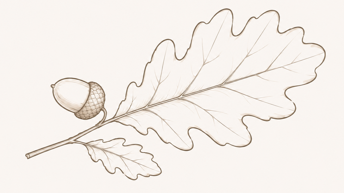 Line drawing of an oak leaf with an acorn attached.