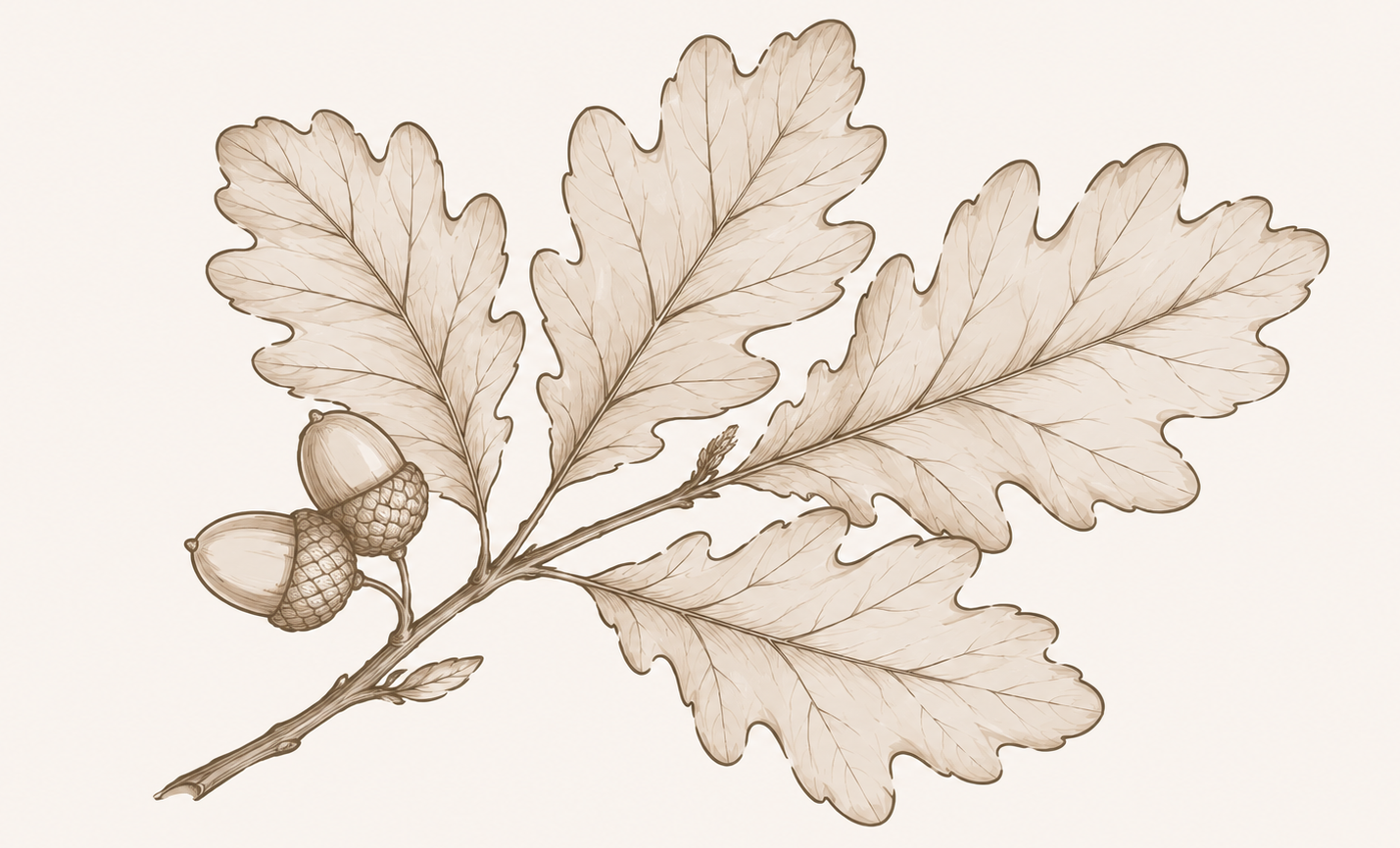 Illustration of oak leaves and acorns in sepia tones.