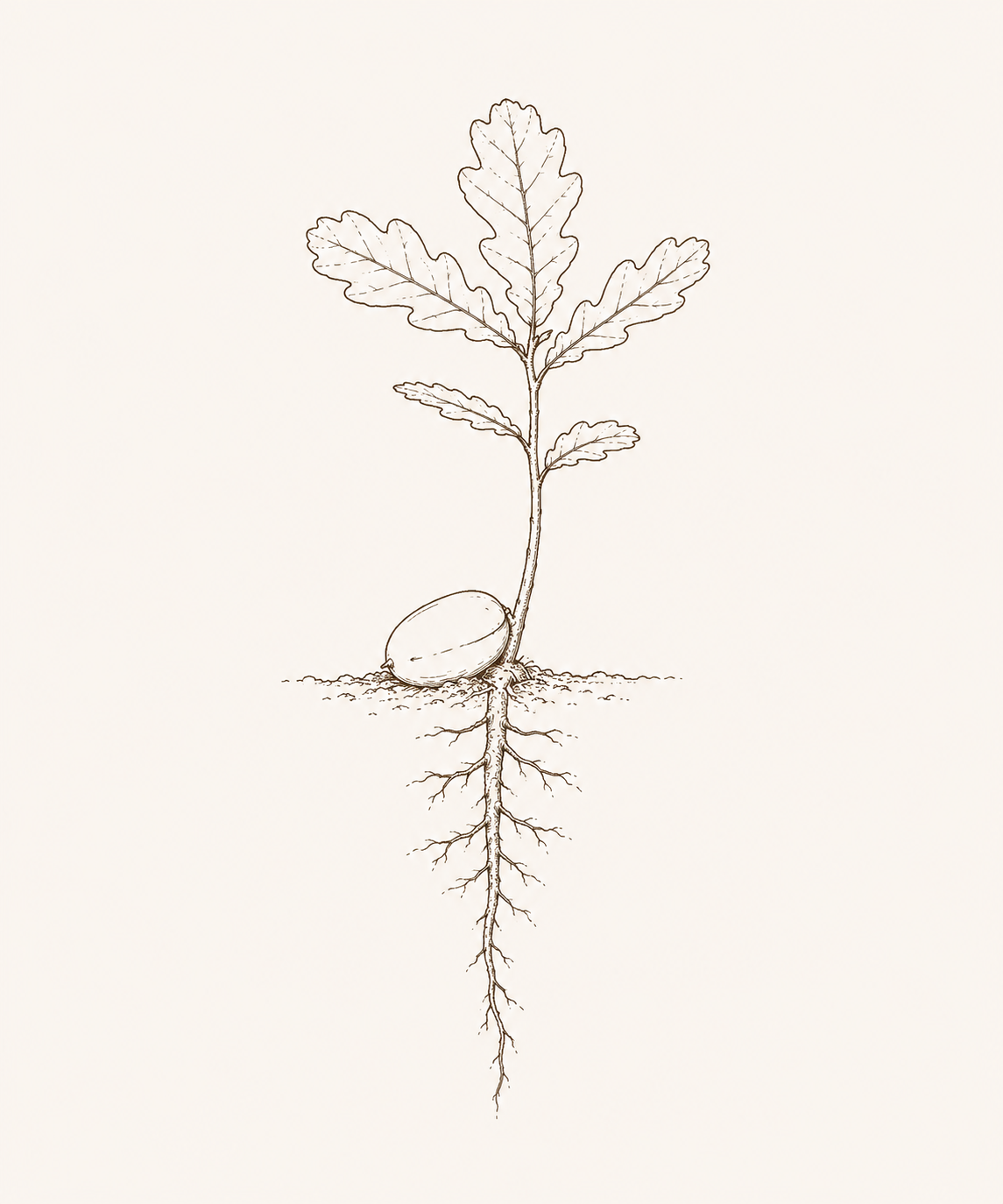 Acorn sprout and root