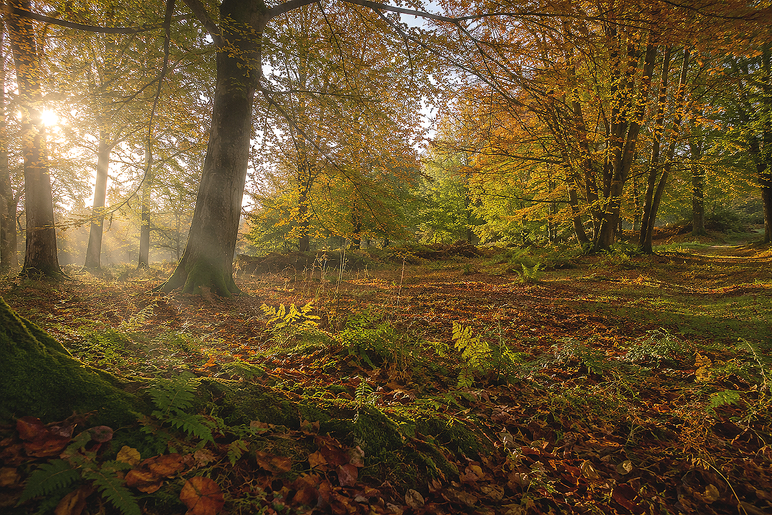 Sunlight filtering through trees in a forest with fallen leaves and greenery on the ground.
