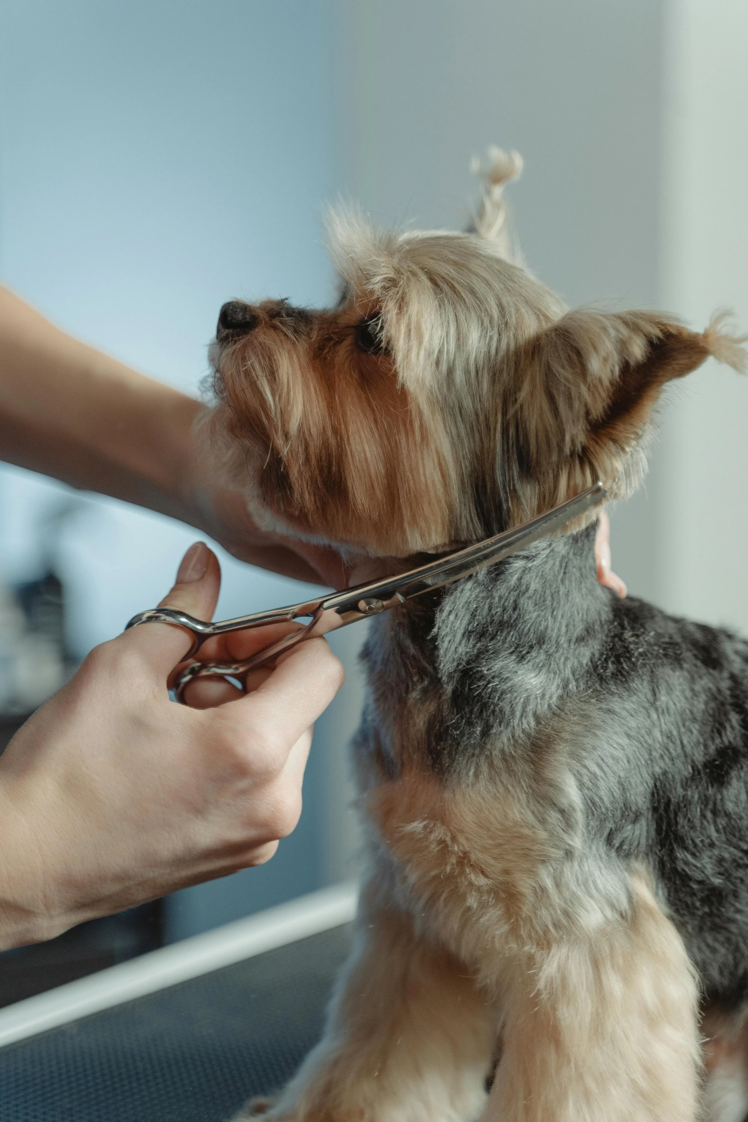 A person grooming a dog with scissors, possibly trimming the dog's fur, in a grooming salon.