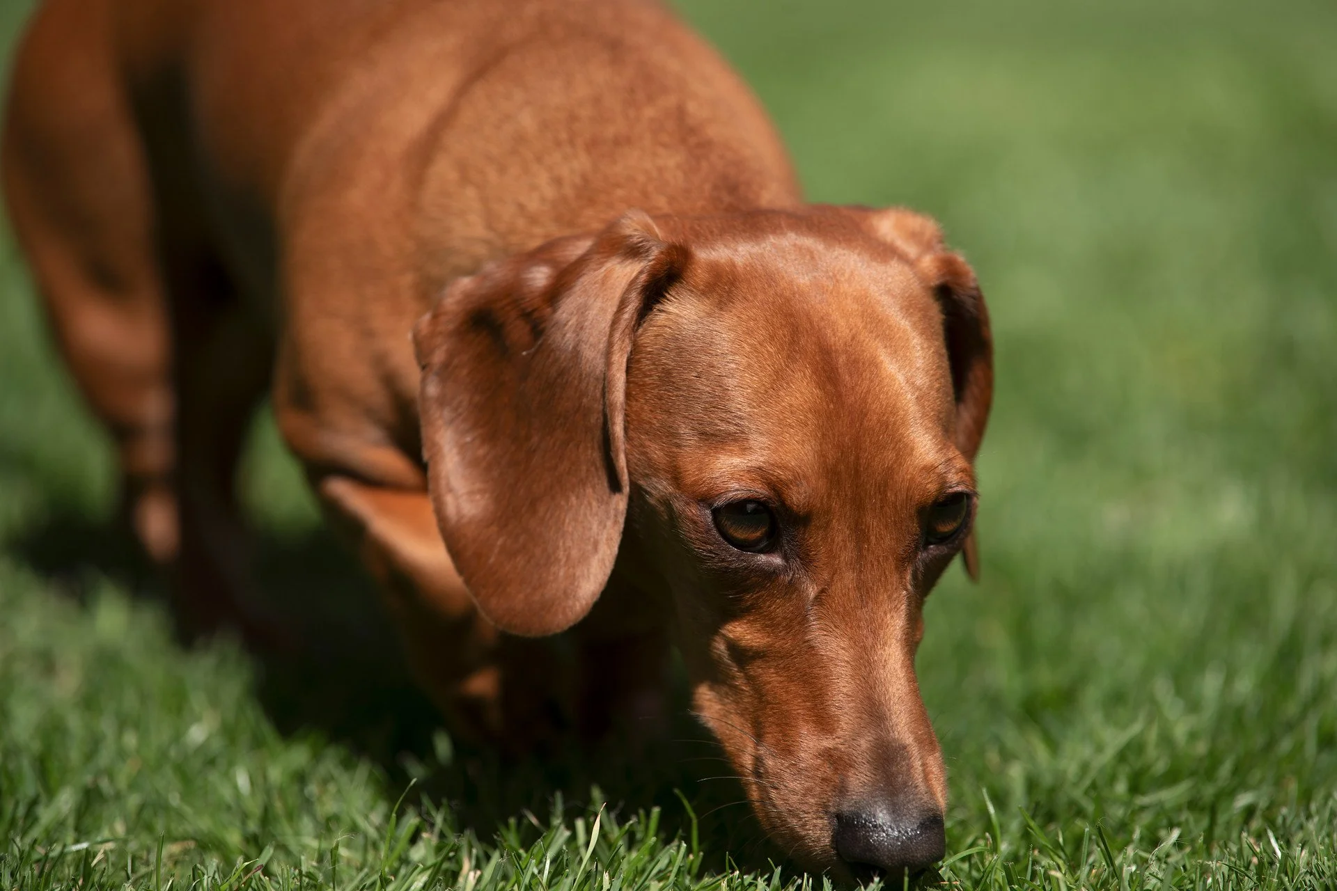 A brown dachshund with floppy ears sniffing the grass on a sunny day.