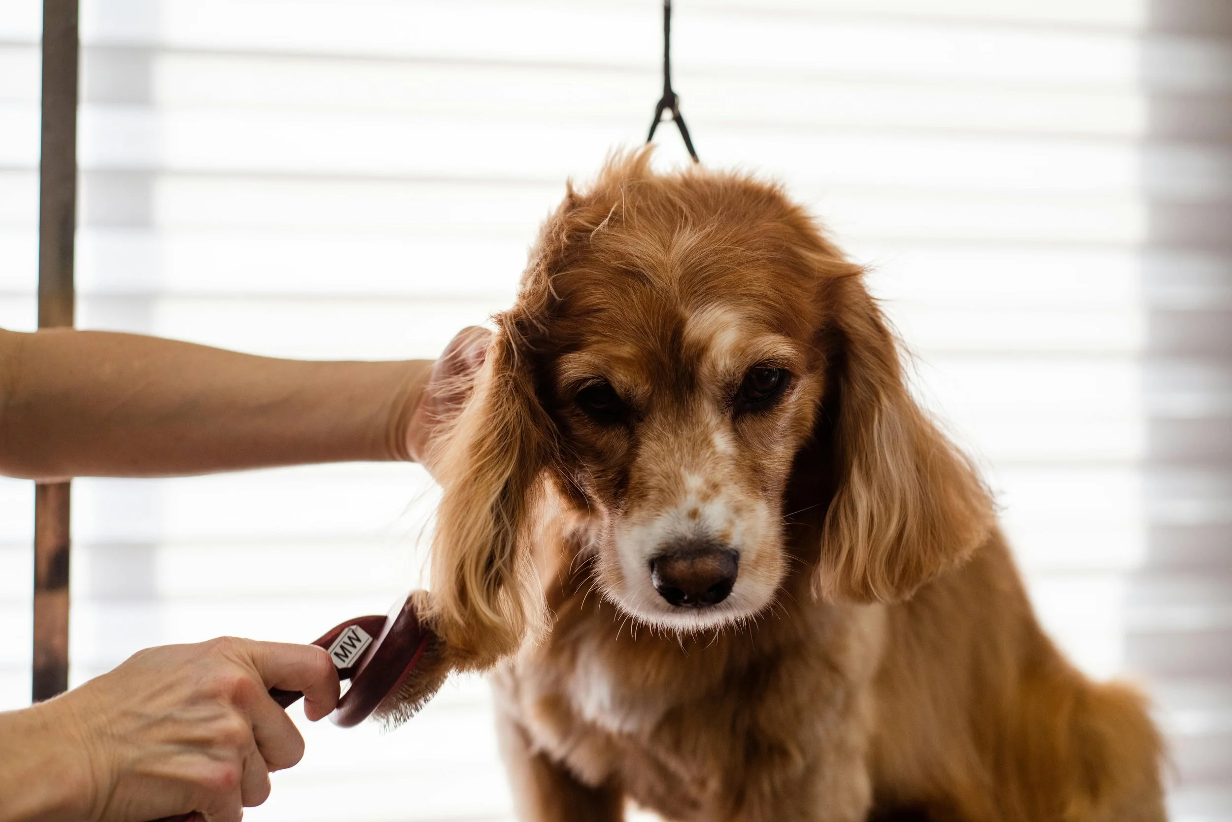 A person holding a dog tag near the face of a golden retriever with long ears, in front of white window blinds.