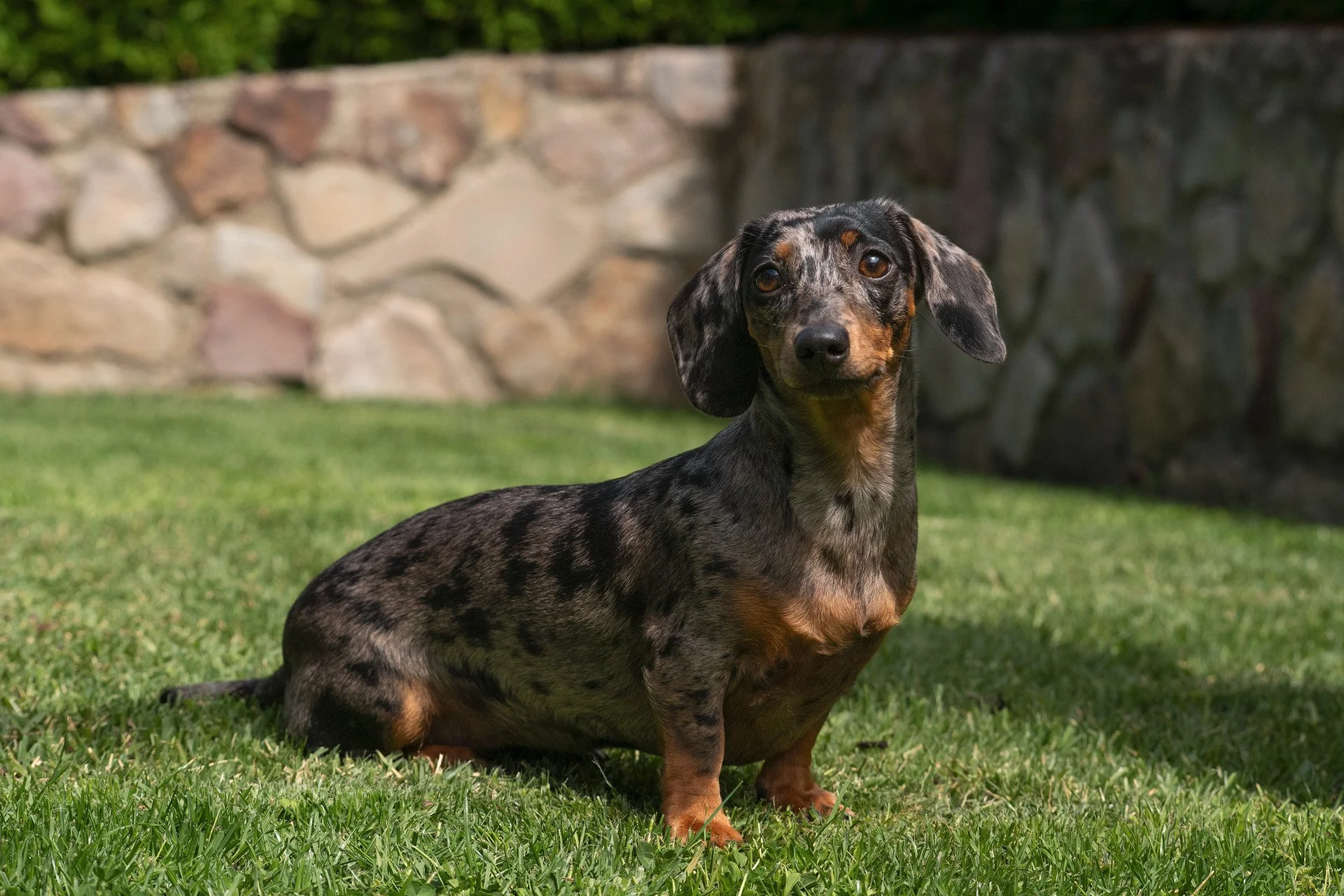 A dappled gray and black short-haired Dachshund dog sitting on green grass with a stone wall in the background.