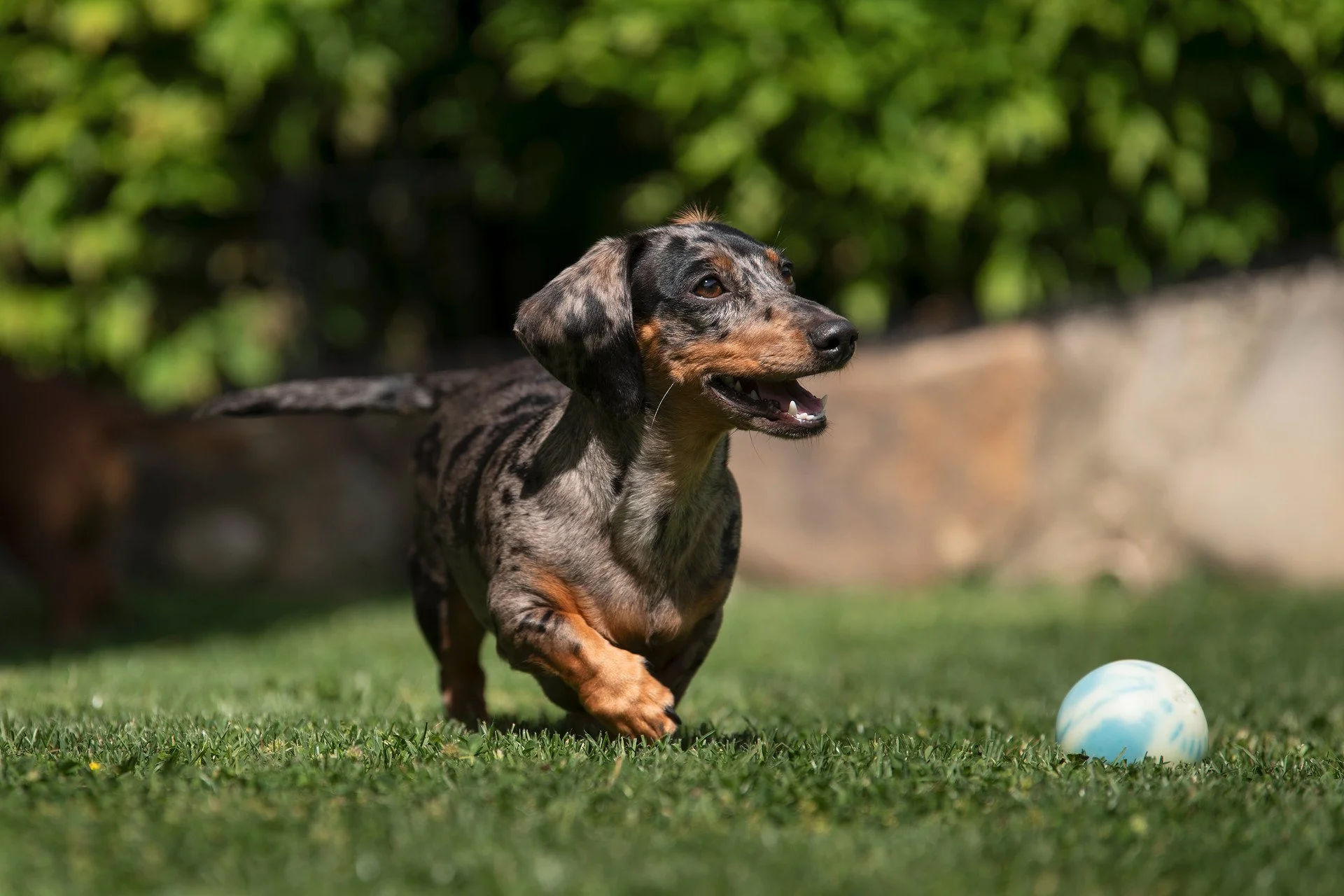 A dappled gray and black dachshund puppy running on a grassy lawn next to a blue and white marbled ball, with greenery and a stone wall in the background.