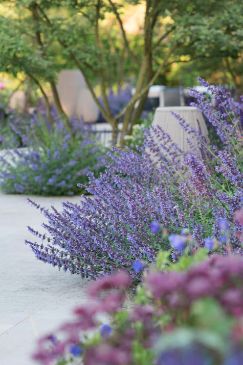 Purple flowering plants along a stone pathway with trees and outdoor furniture in background.