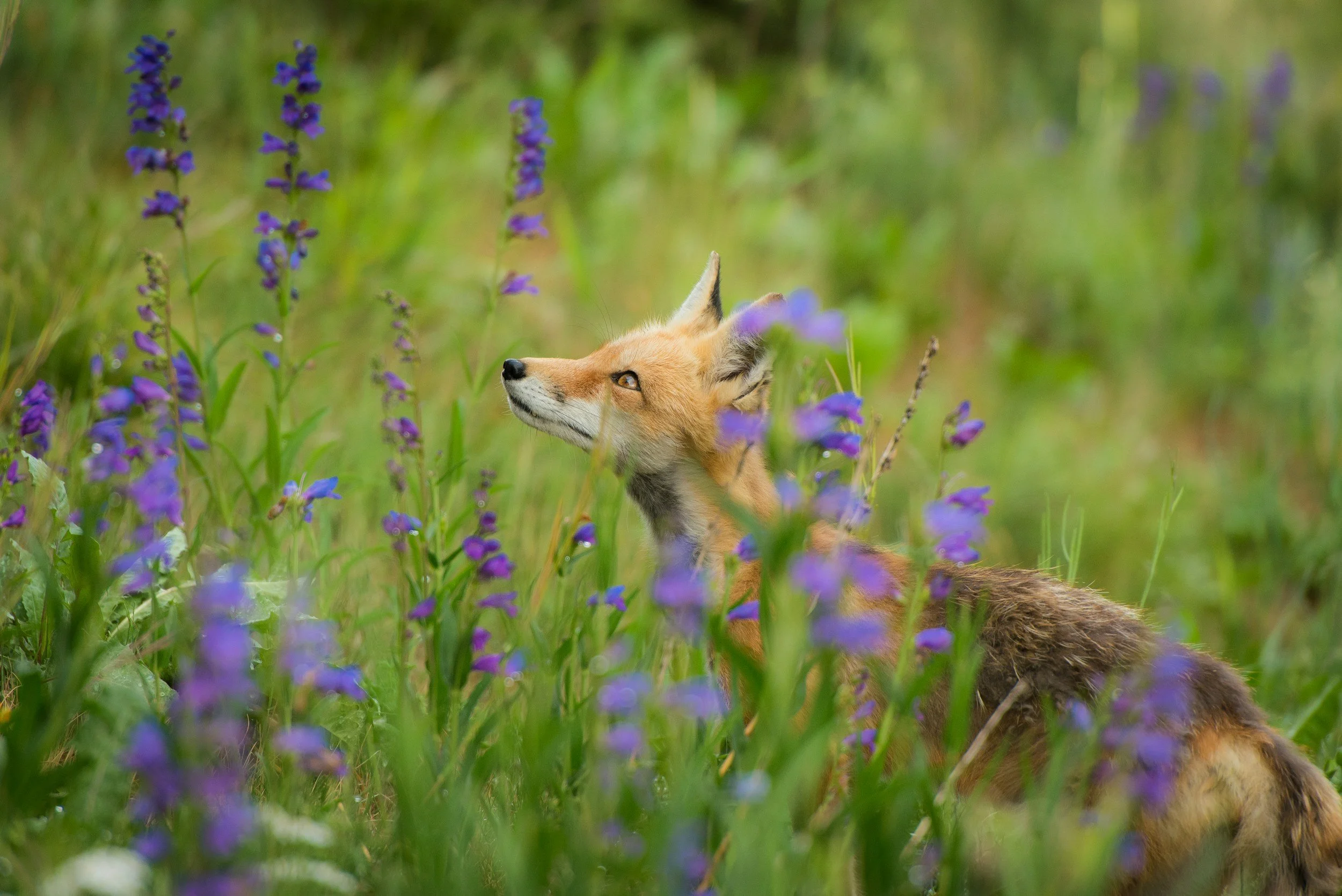 Wild fox hiding in the shrub.