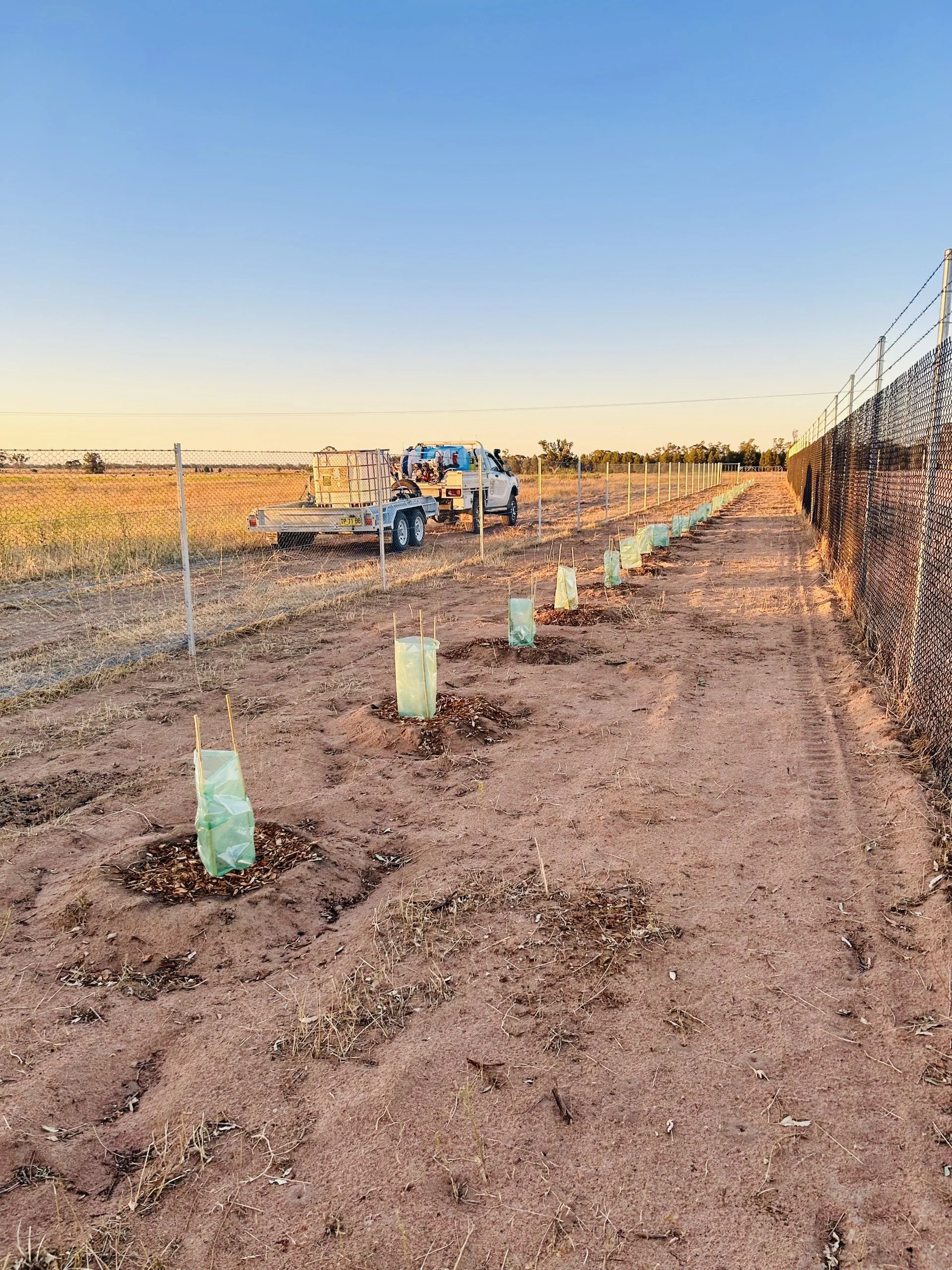 Young tree saplings planted along a dirt path, covered with green tree guards. A chain-link fence runs along the right side of the path, with a vehicle and equipment parked further back. The scene is set during sunset in a flat, open rural area with a clear sky.