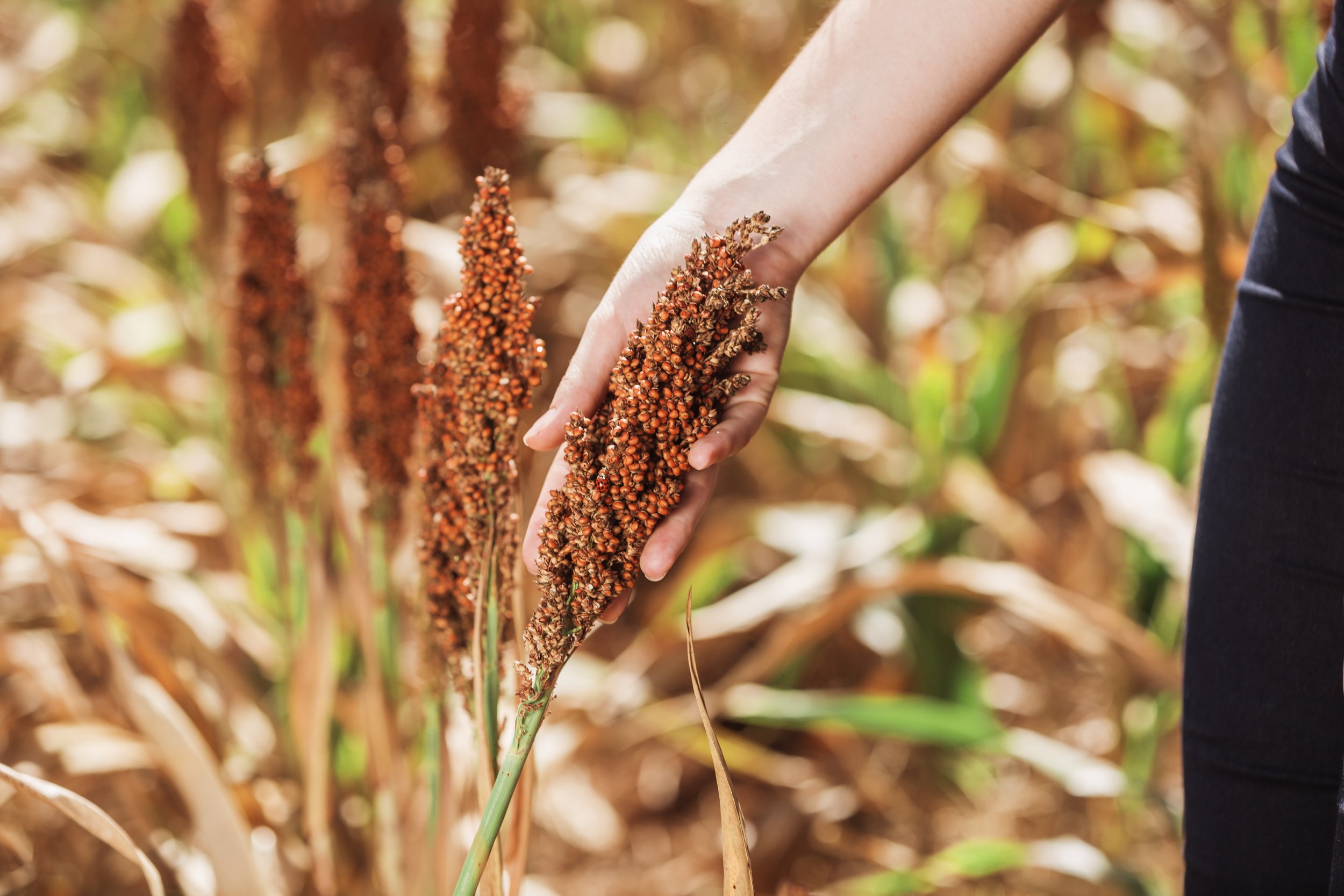 A person's hand reaching out to touch ripe sorghum grains on a tall stalk in a field.