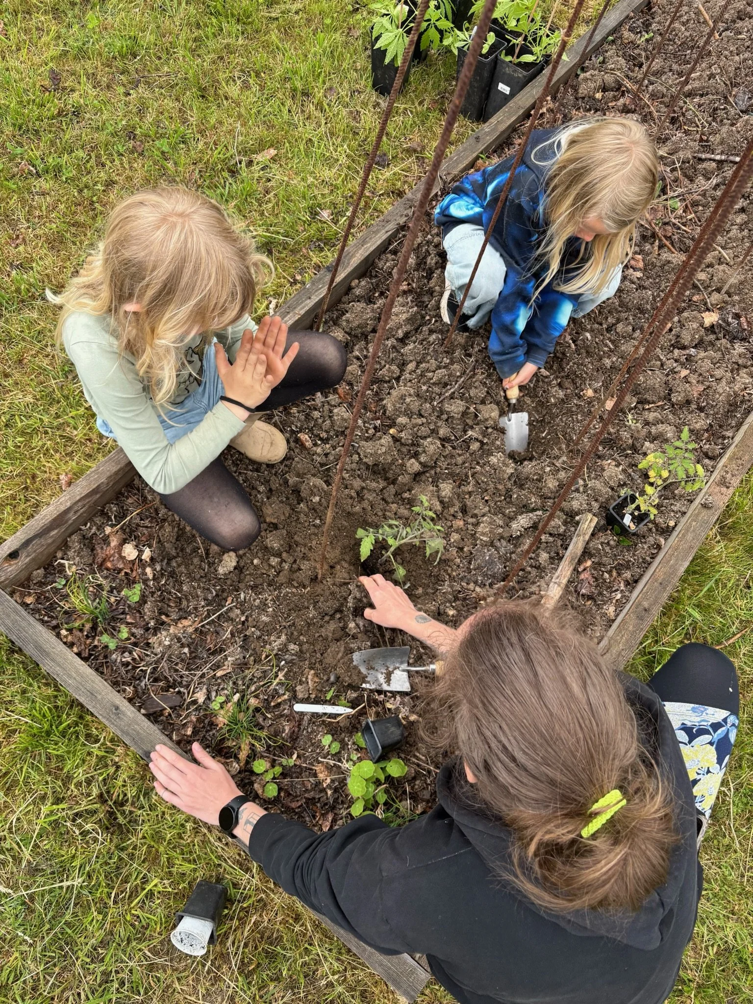 To børn og en voksen planter tomater i en træbænk med jord, omgivet af grønne planter og blade.