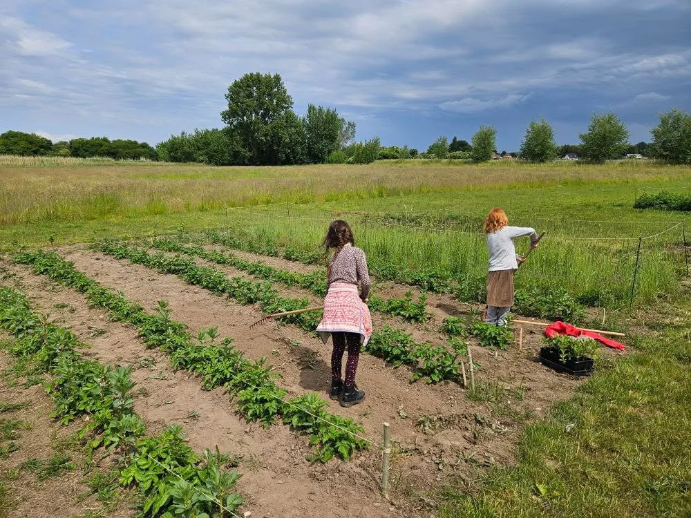 To børn arbejder i en grøntsagshave med rækker af planter, omgivet af åbent landskab med træer og græs. Det er en overskyet dag.