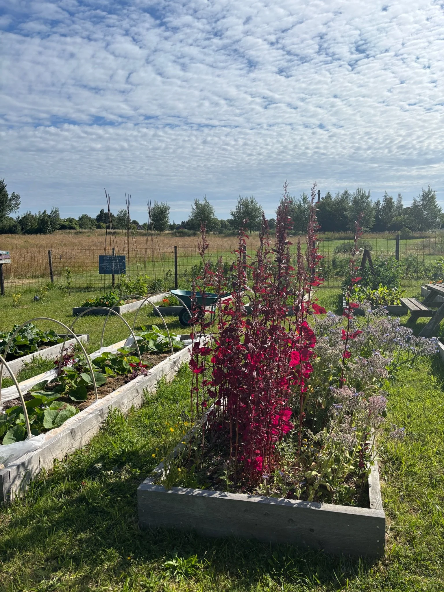 En have med blomstrende planter i bede, herunder høje røde blomster, og kålplanter i højbede under en skyet himmel.