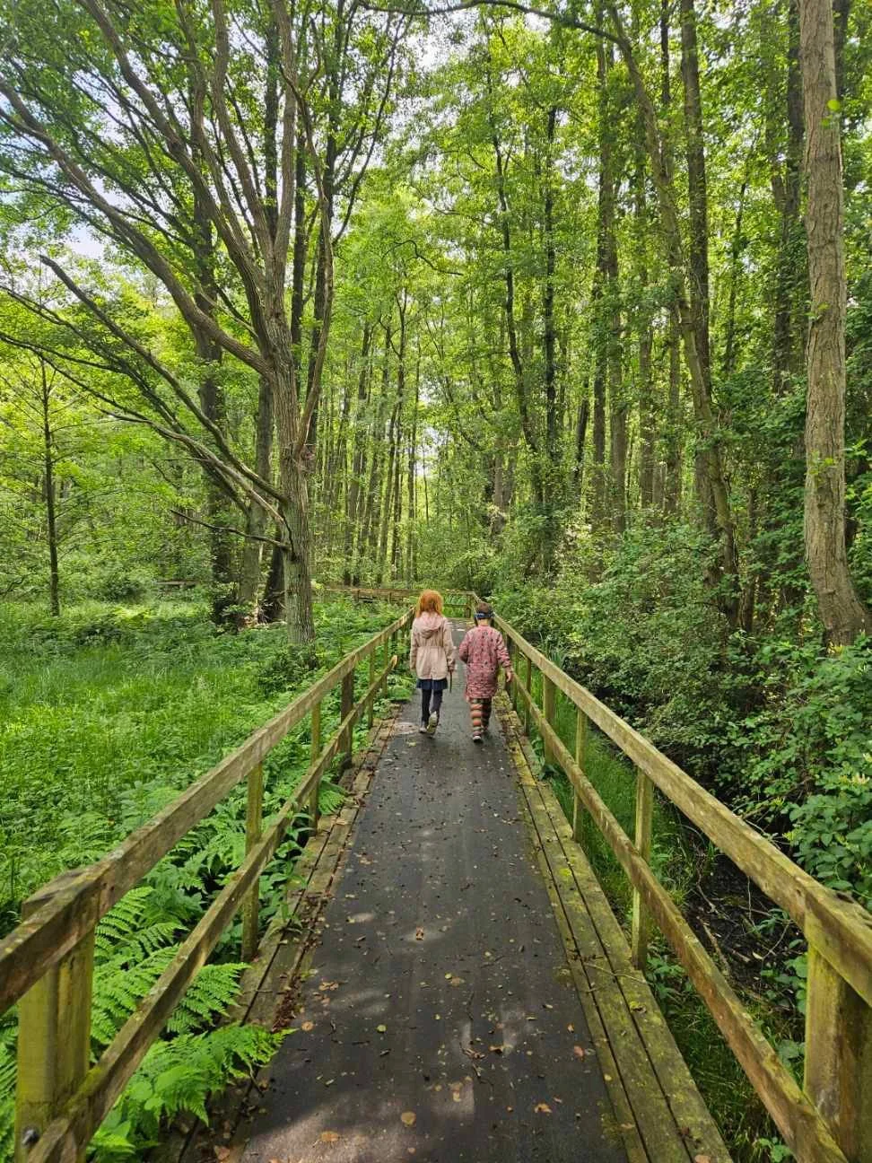 To personer går på en skovsti med grønne træer omkring, omgivet af frodigt grønt vækster.