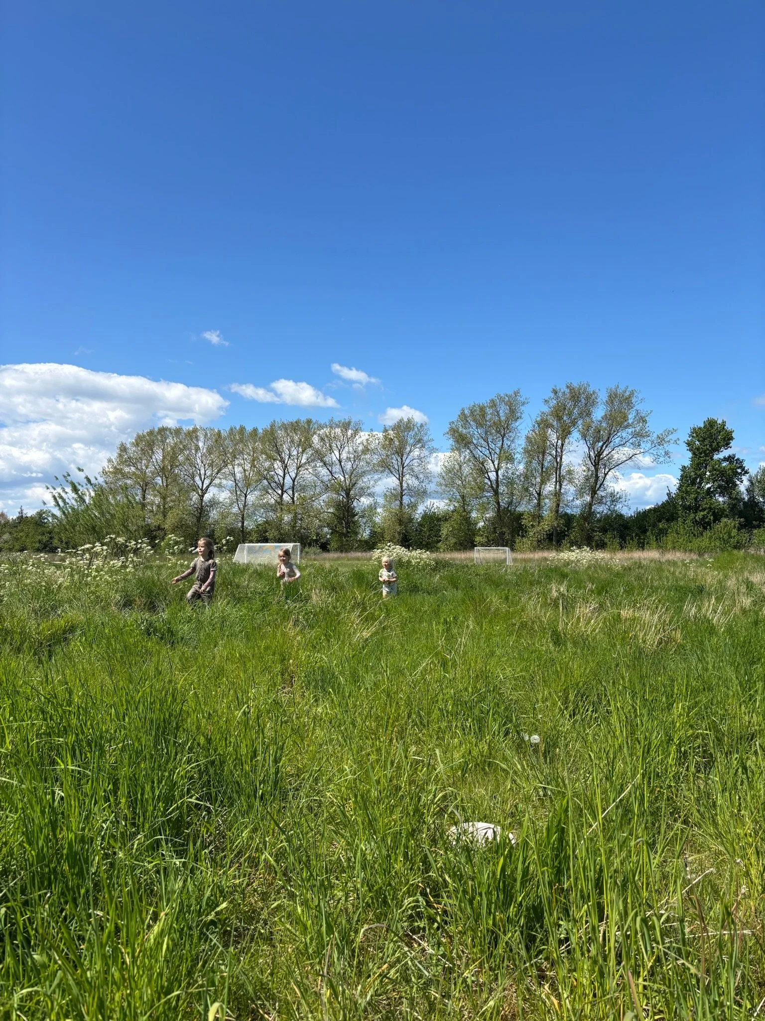 Børn leger i en grøn engen med høje græs, under en klar blå himmel med få skyer, omgivet af træer.