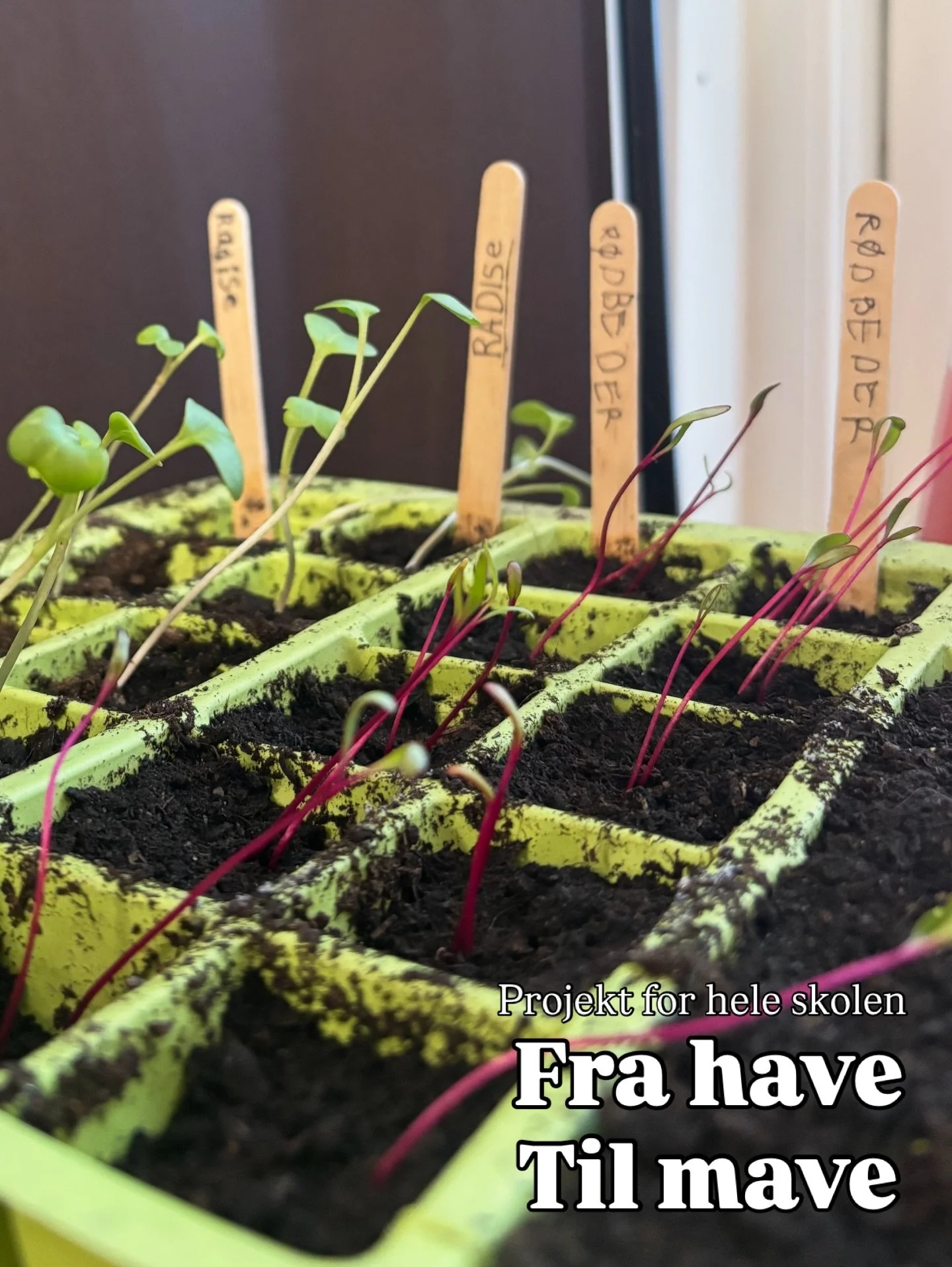 Hele skolen har taget hul p&aring; deres f&aelig;lles projekt &lsquo;fra have til mave&rsquo; 🌱 

Det er altid sp&aelig;ndende at komme om morgenen og se hvor langt fr&oslash;ene og spirerne er vokset. Vi gl&aelig;der os s&aring;dan til at komme ud 
