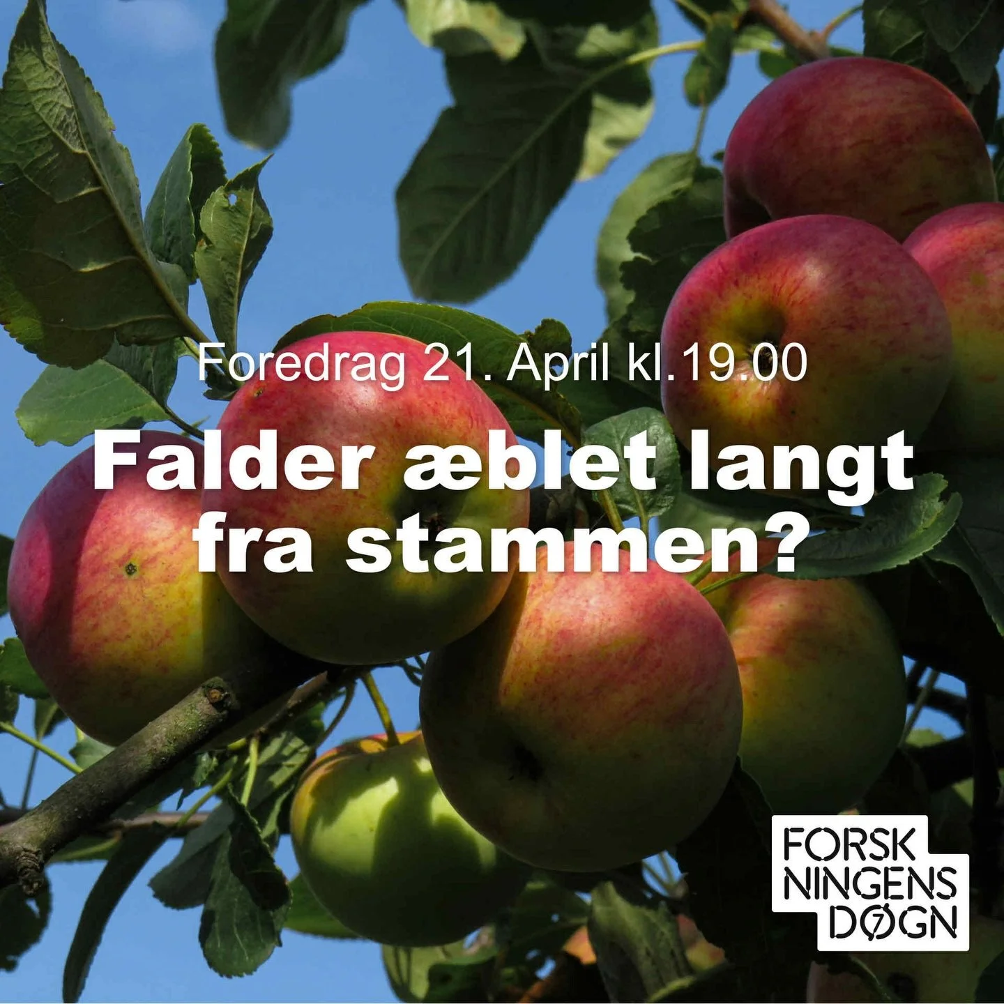 Kan man lave nye &aelig;blesorter ud af gamle sorter? 🍎🍏 

Kom til foredrag og bliv klogere p&aring; den afholdte og alsidige frugt, og ikke mindst hvordan 300 gamle &aelig;blesorter har fornyet forskningen og banet vejen for nye varianter.

L&aeli
