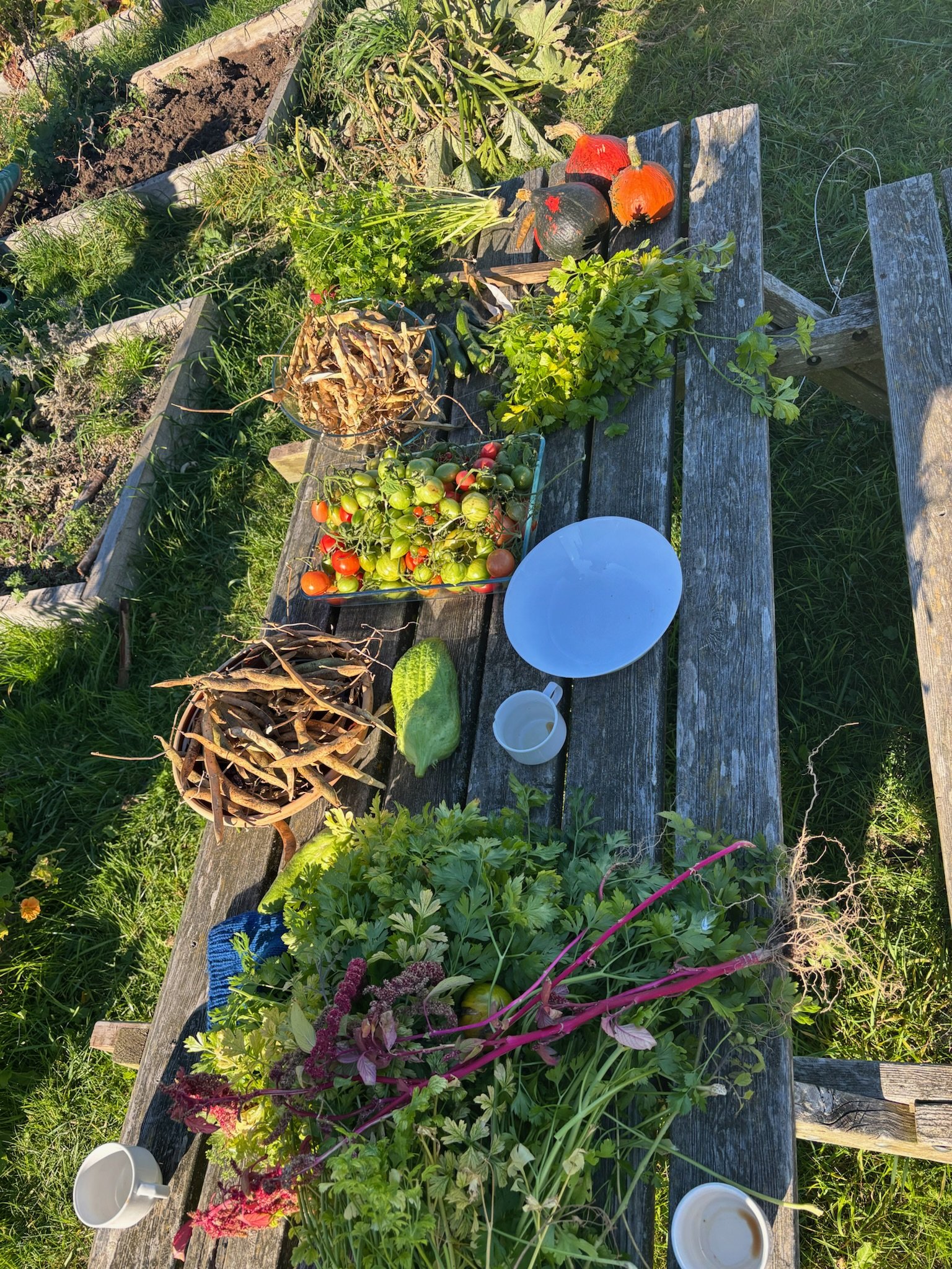 Et udendørs bord med friske grøntsager, tomater, urter, mugger, skåle med indsamlede grøntsager og en lang flisebord omgivet af grønne planter og græs.