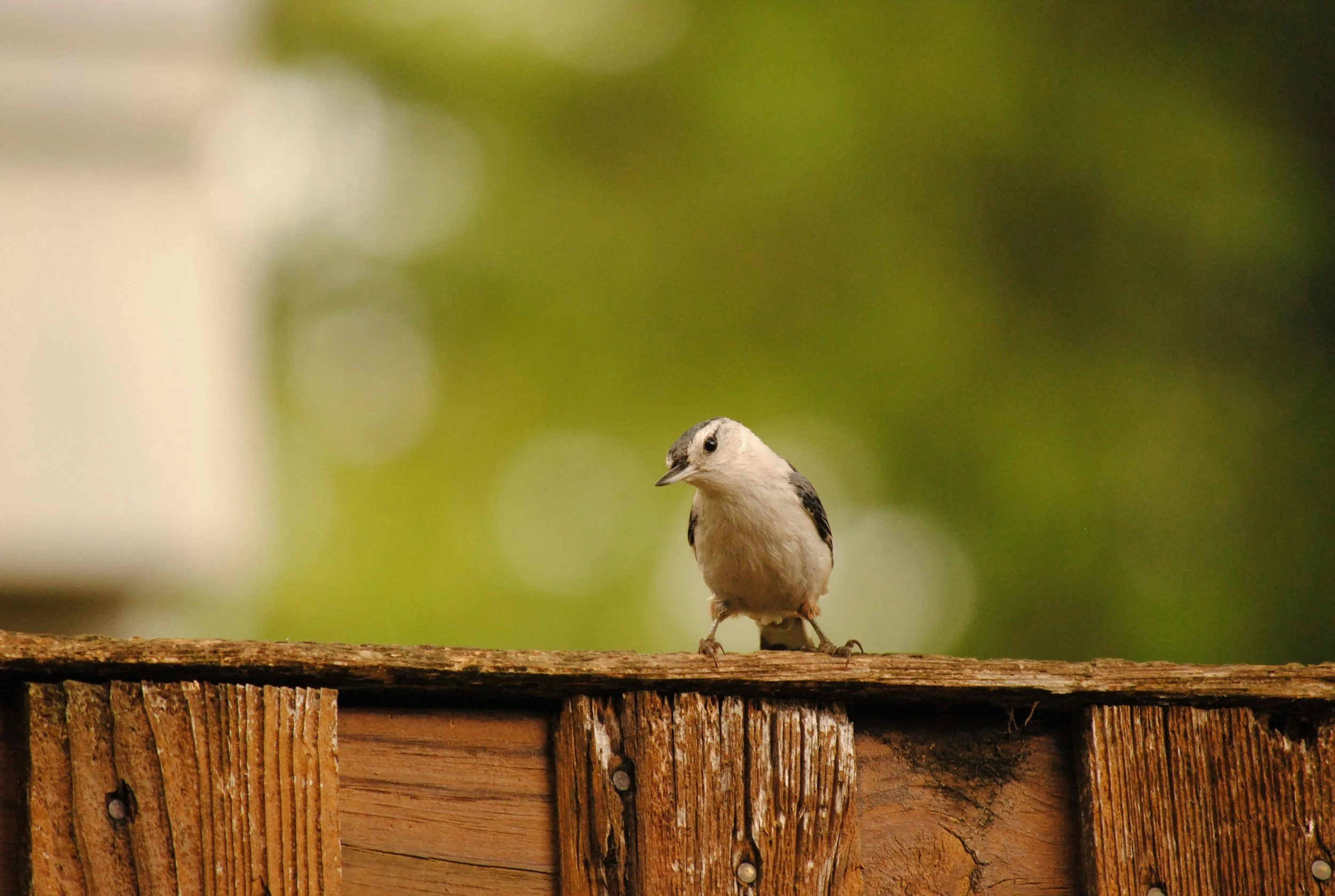 How to Identify Backyard Birds in Ohio